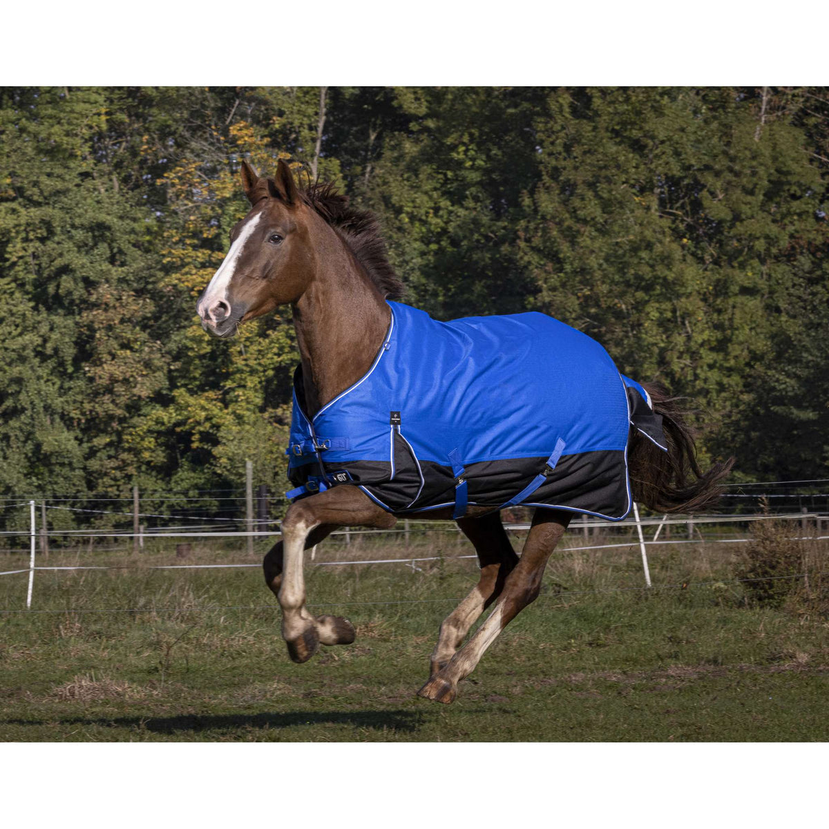 EQUITHÈME Tyrex 1200D Aisance Sheet - Standard - Royal blue/black - 400939863_ambi_2