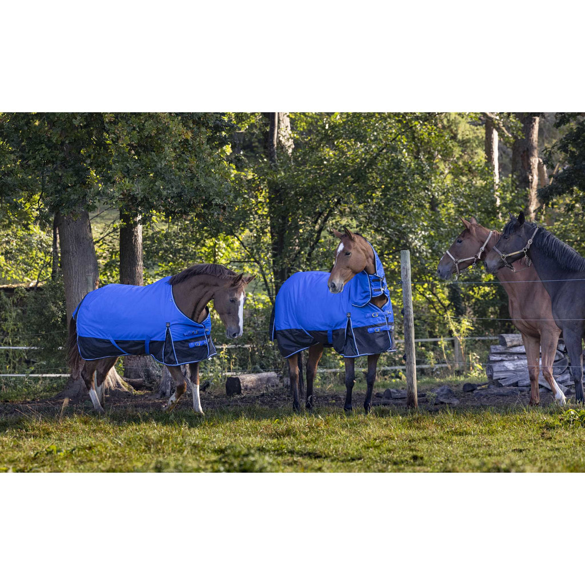 EQUITHÈME Tyrex 1200D Aisance Sheet - Standard - Royal blue/black - 400939863_ambi_3