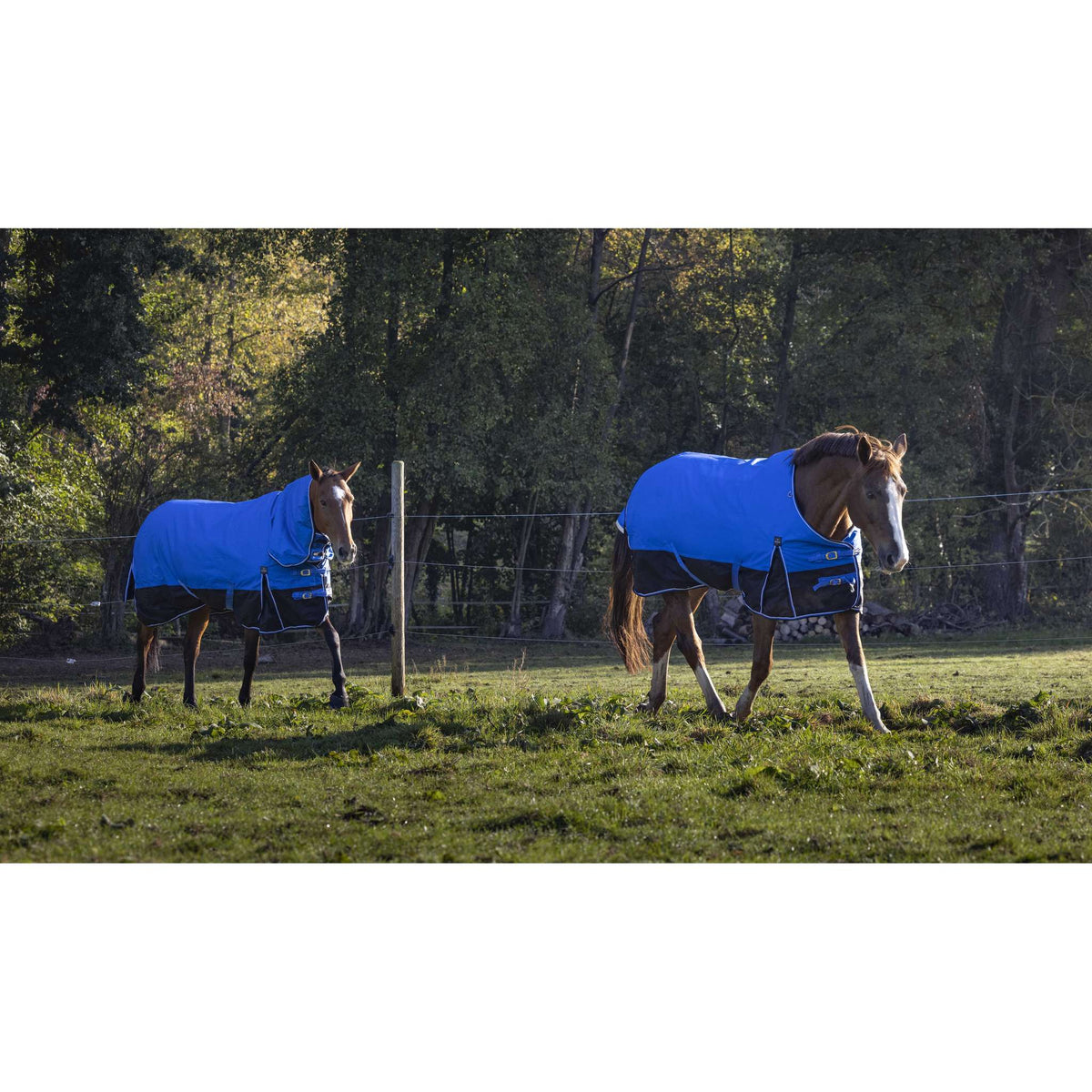 EQUITHÈME Tyrex 1200D Aisance Sheet - Standard - Royal blue/black - 400939863_ambi_4