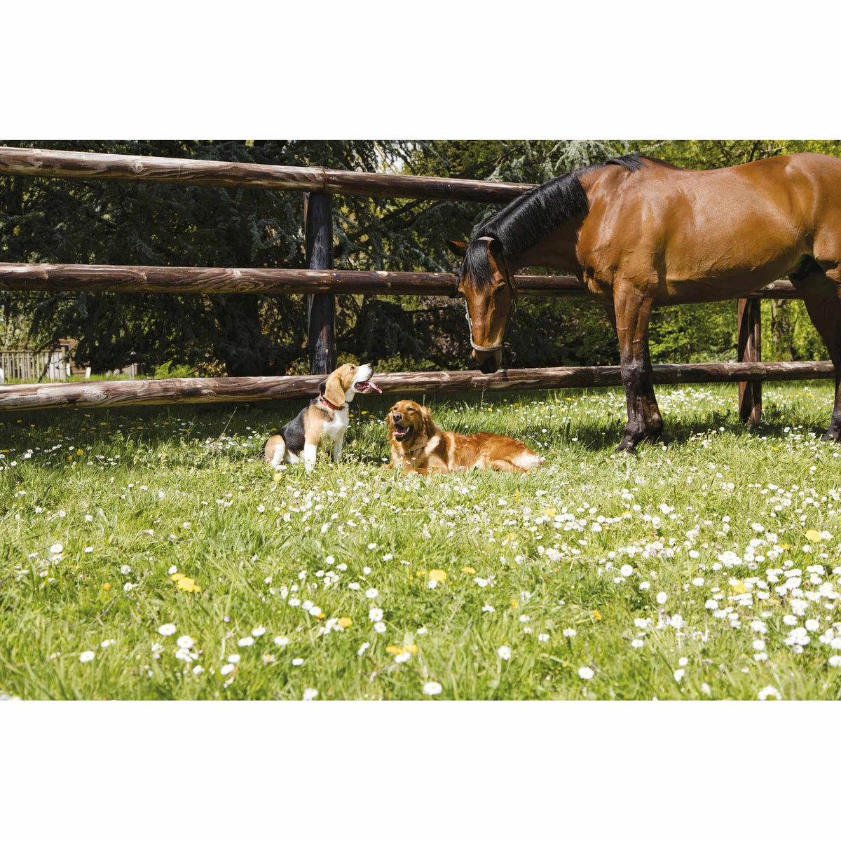 Diego & Louna Natural Leather Collar - Natural - 409210050_ambi_8