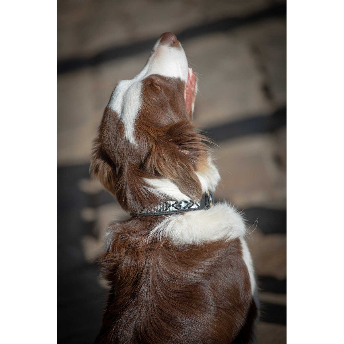 Pénélope Pearl Dog Collar - Black/white - 409821030_ambi_5