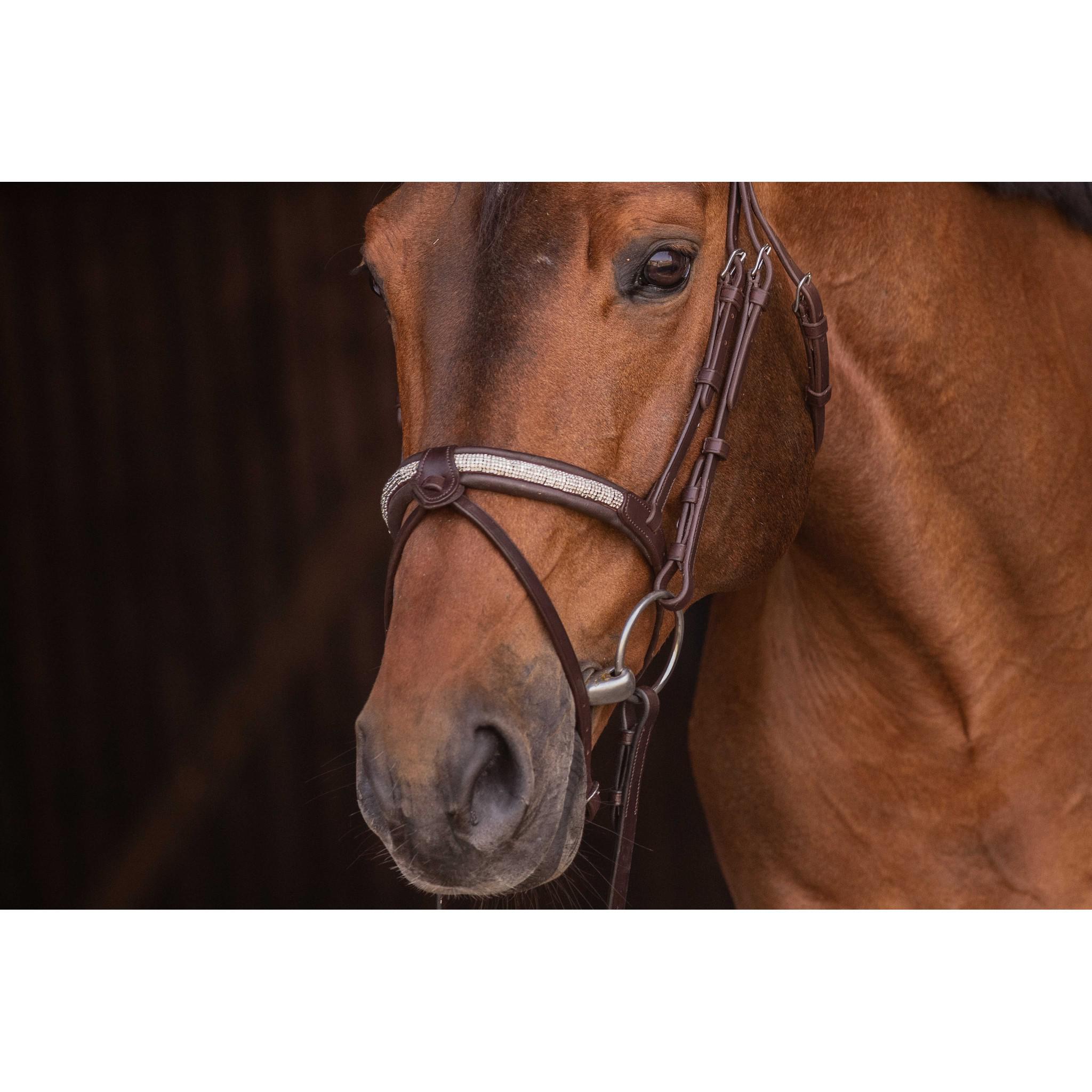 Pénélope Symphonie Bridle Havana 301612318