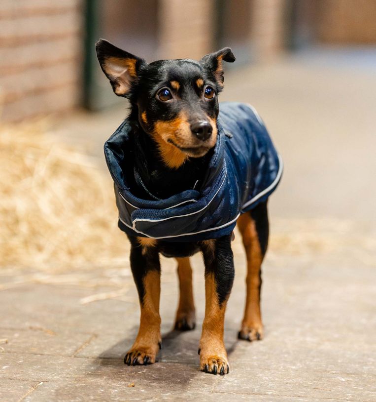 Horseware Signature Dog Rug Navy blue