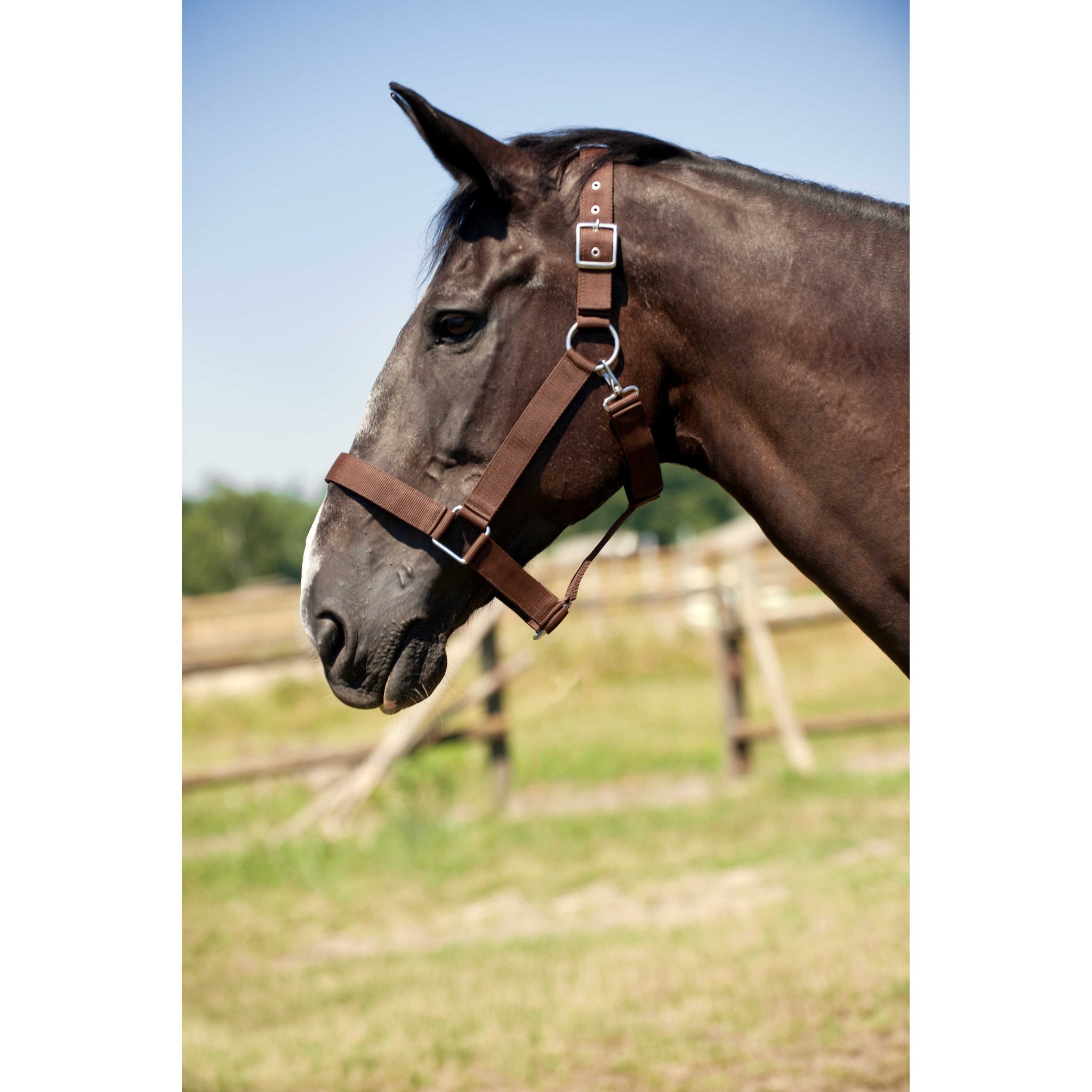 Draught horse nylon headcollar NORTON Brown 510193004