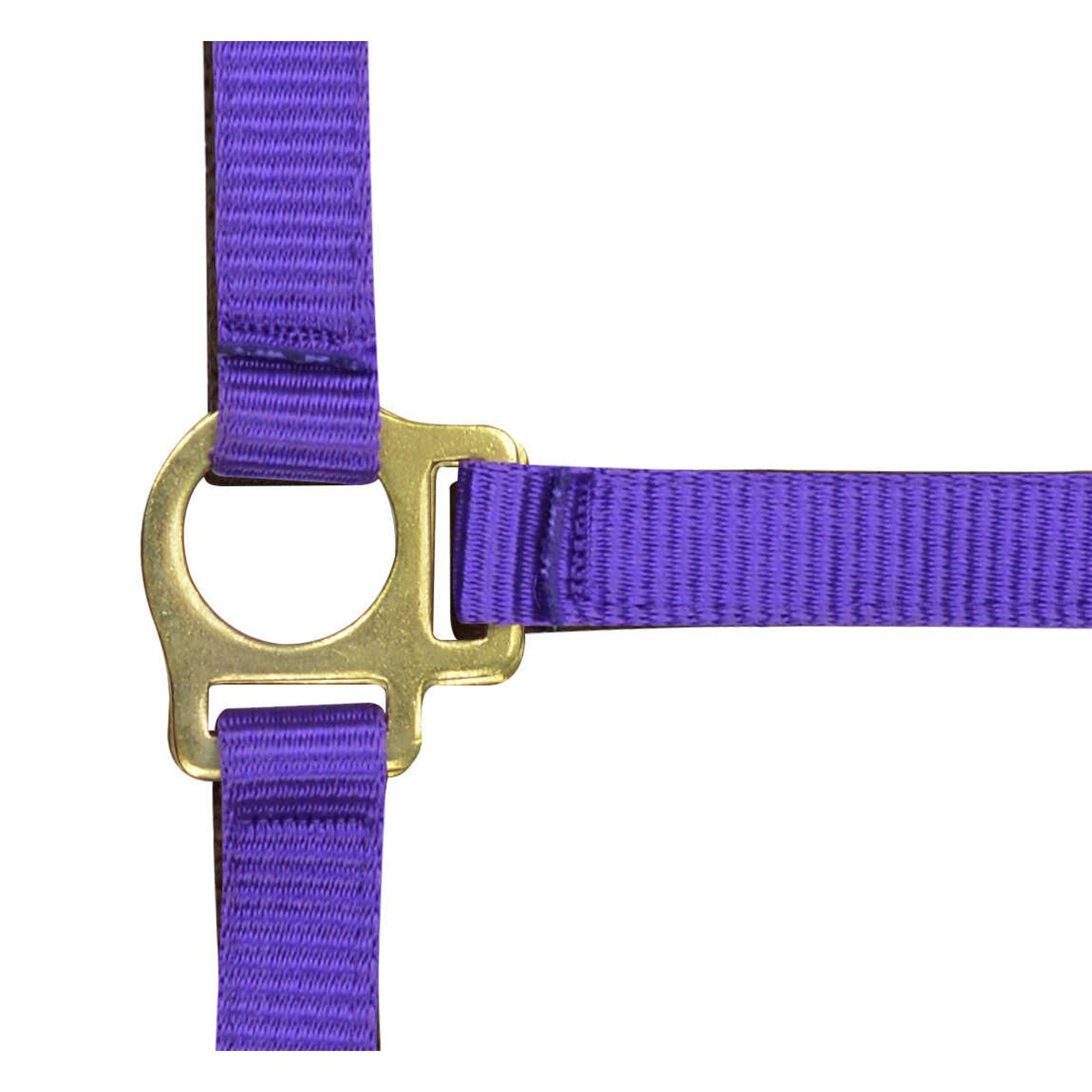 Norton Nylon halter foal Purple 510038015