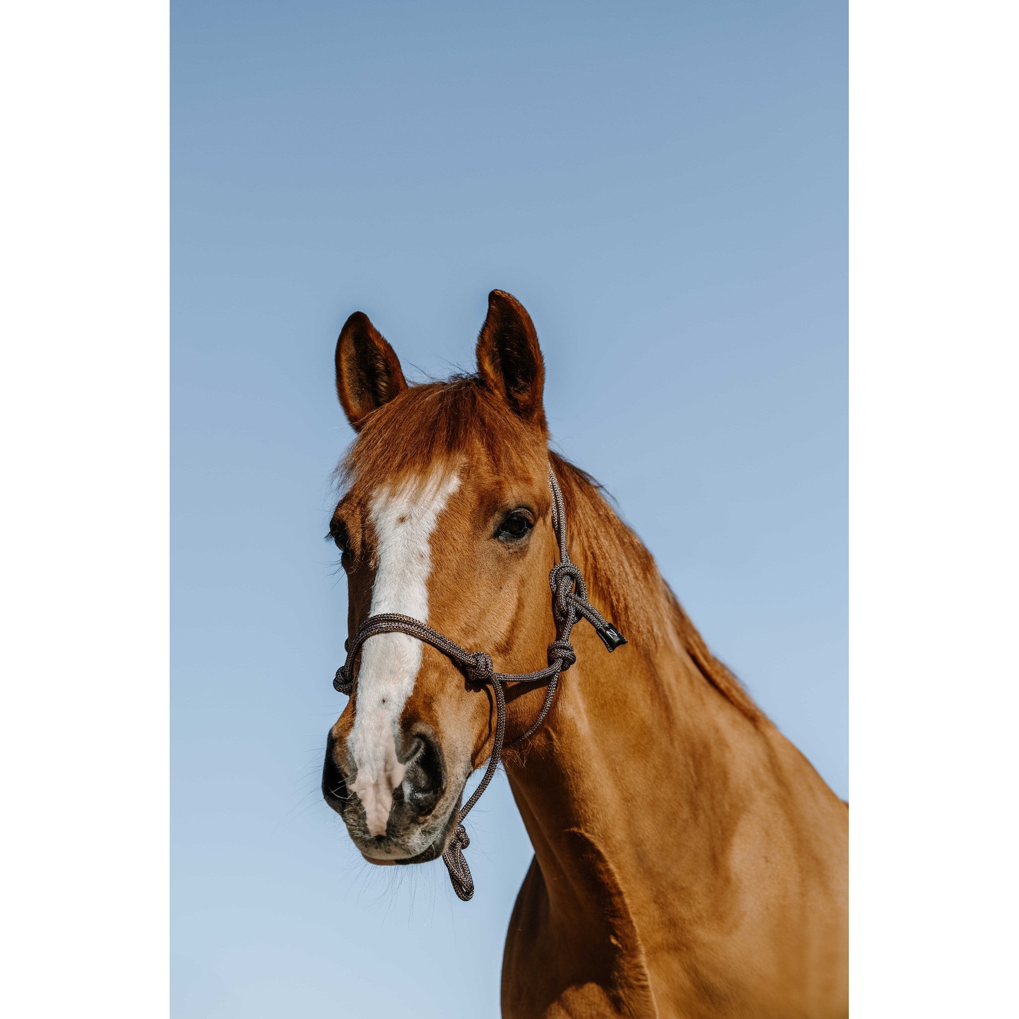 NORTON Glim Ethological Halter Navy/gold 510271710