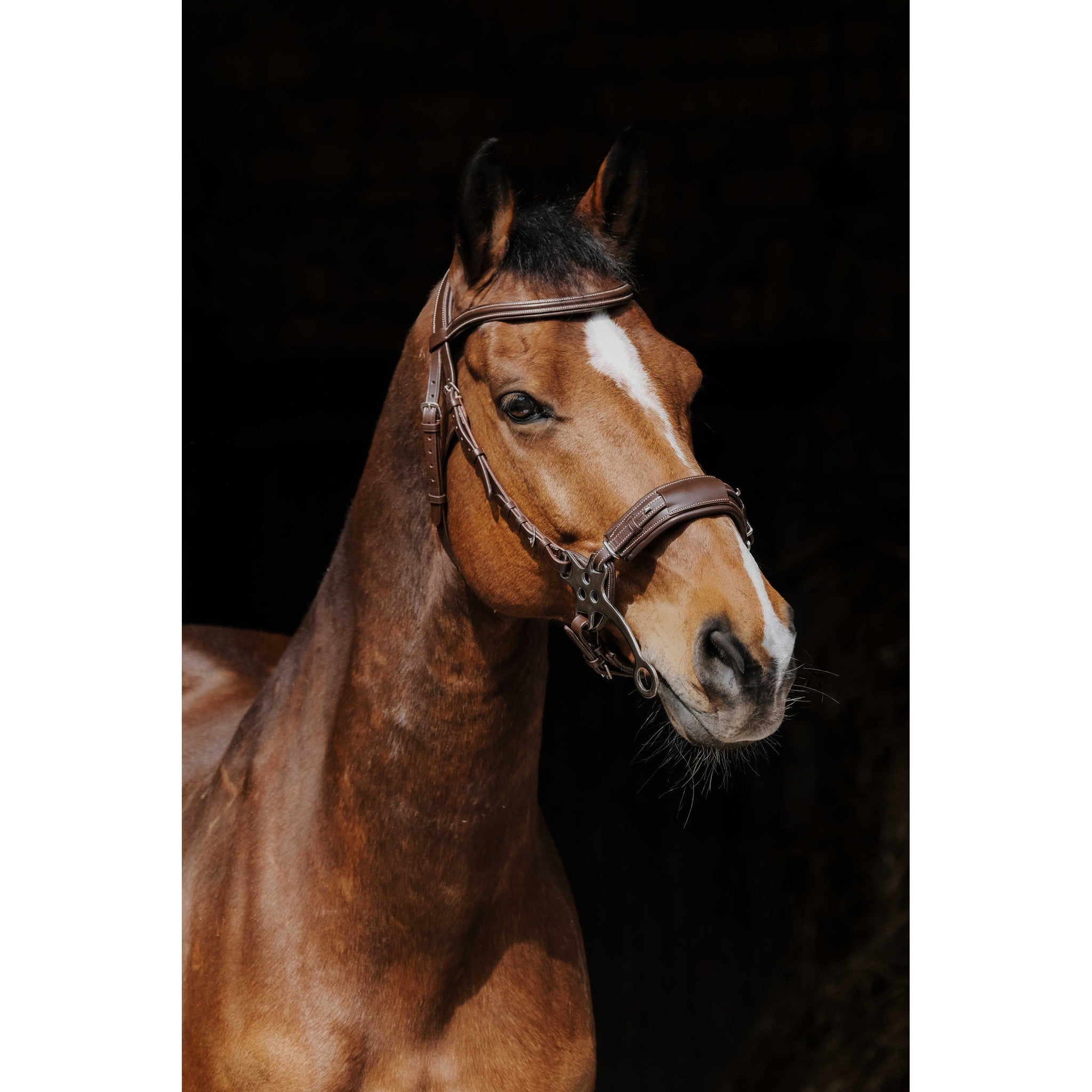 Norton Pro Hackamore Bridle Havana 301899318