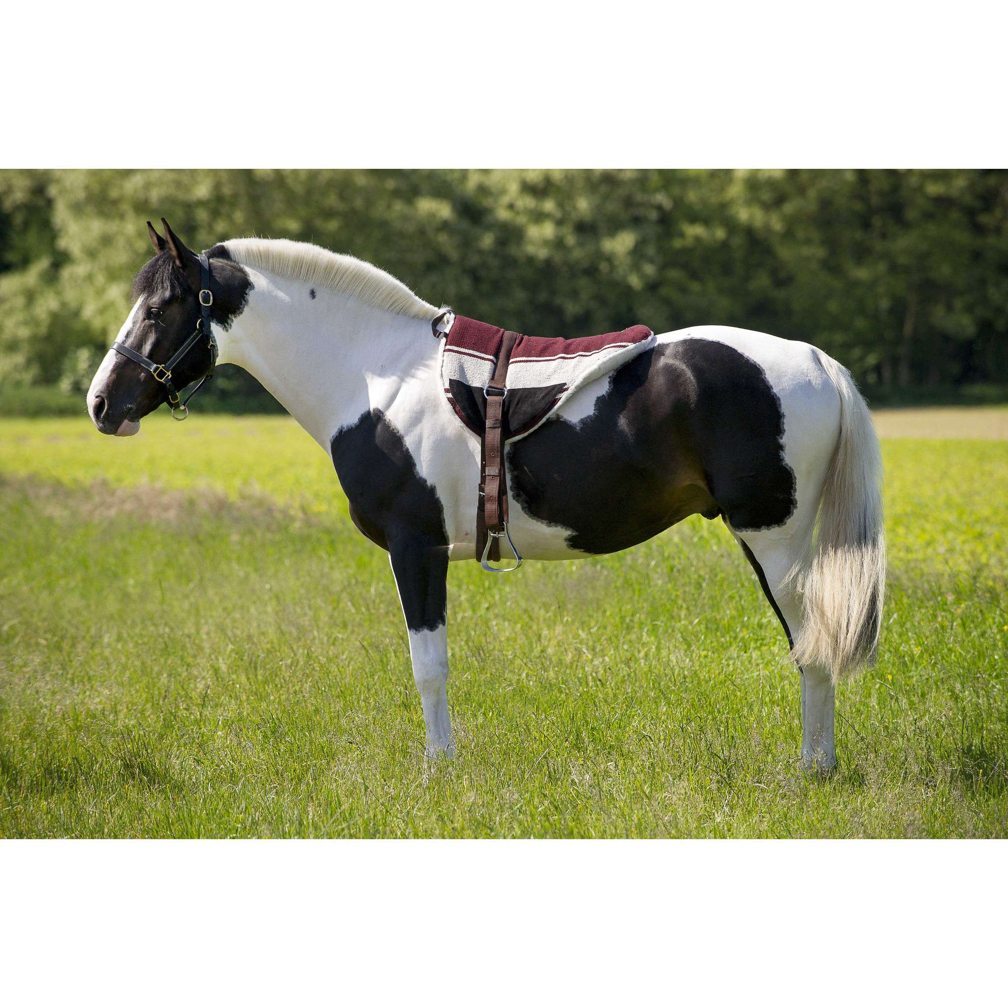 Norton Bareback riding pad Brown / beige 101050004