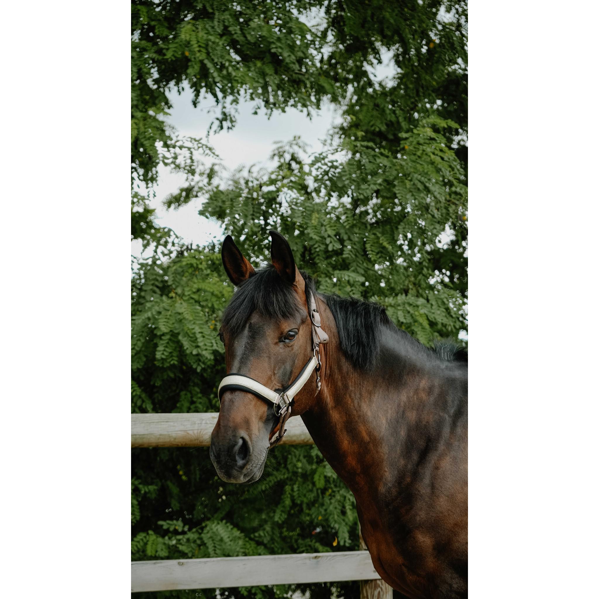 EQUITHÈME Halter - Glowy Beige/golden 510273351