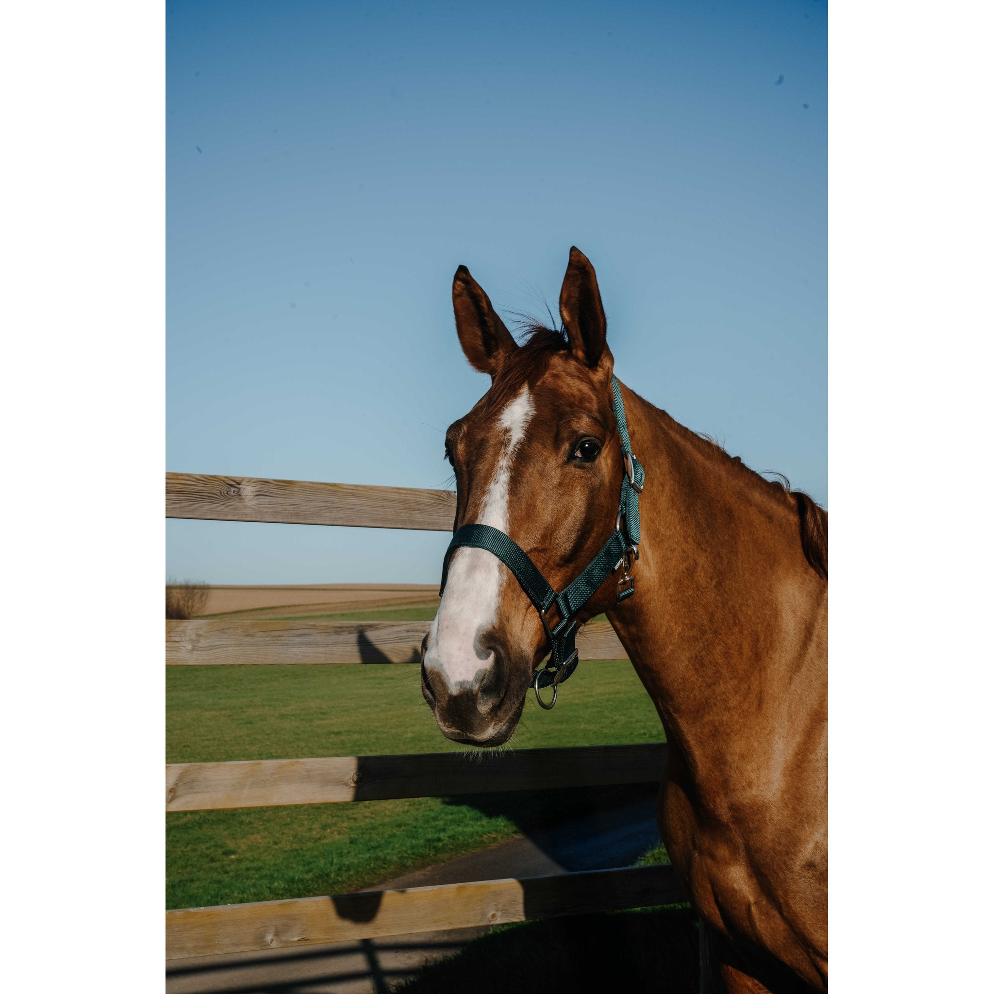 NORTON Halter - Extra Dark green - 510342309_ambi_2