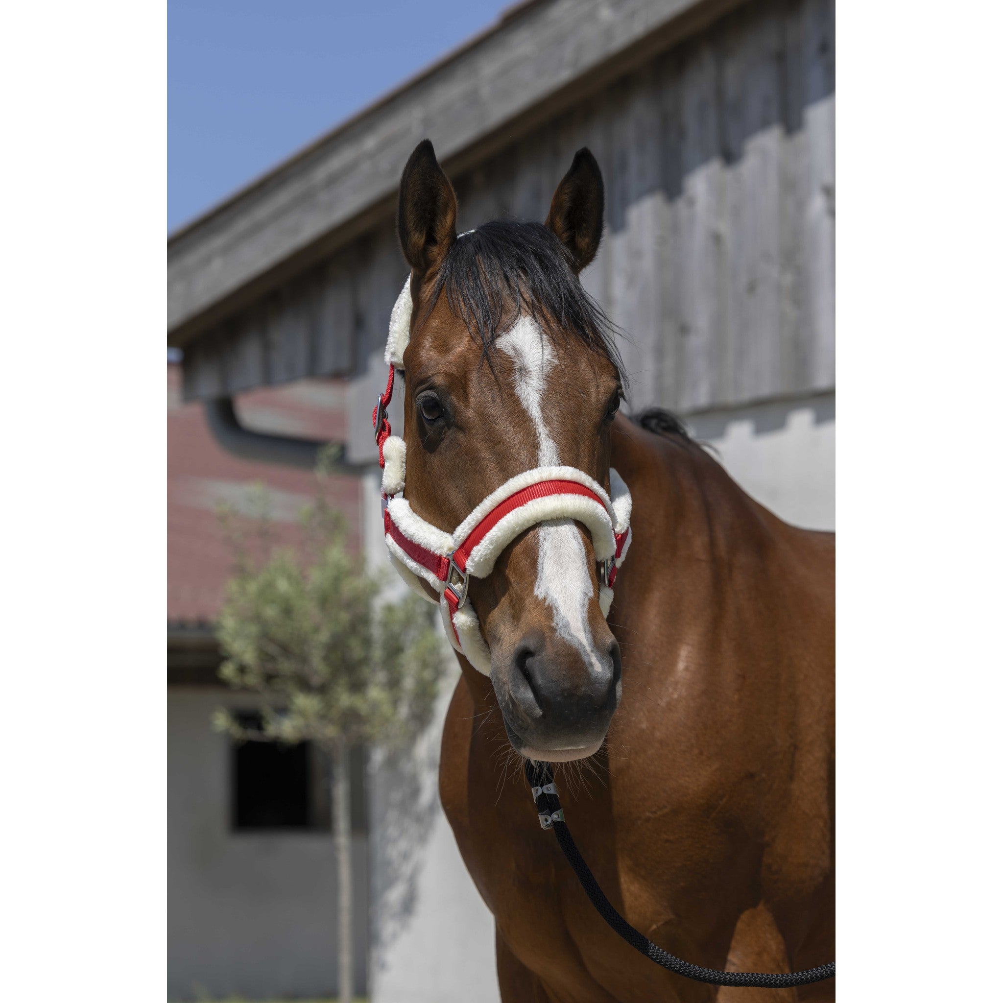 Norton Cosy Halter Red 510243303