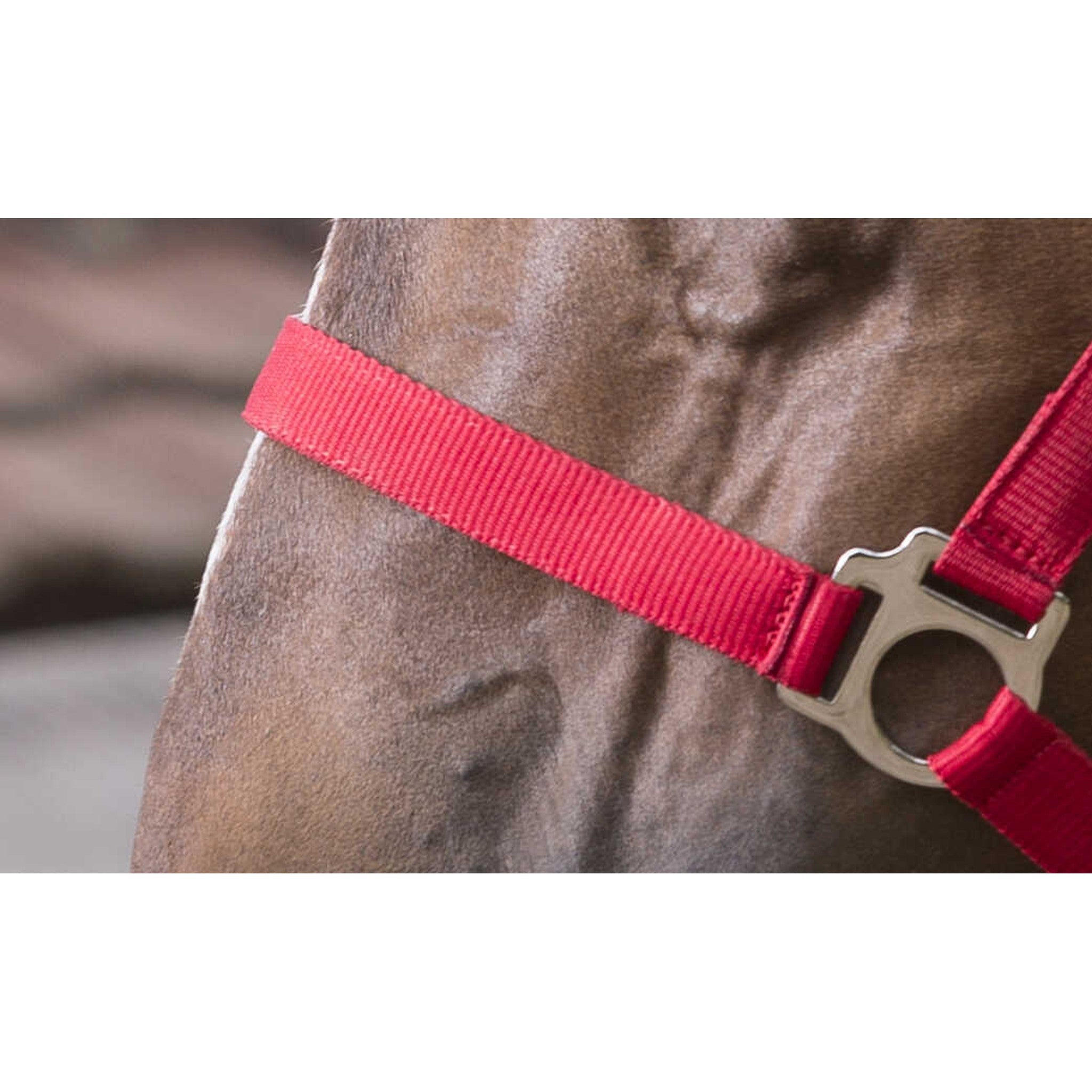 Riding World Club Headcollar and leadrope set Red 510118303