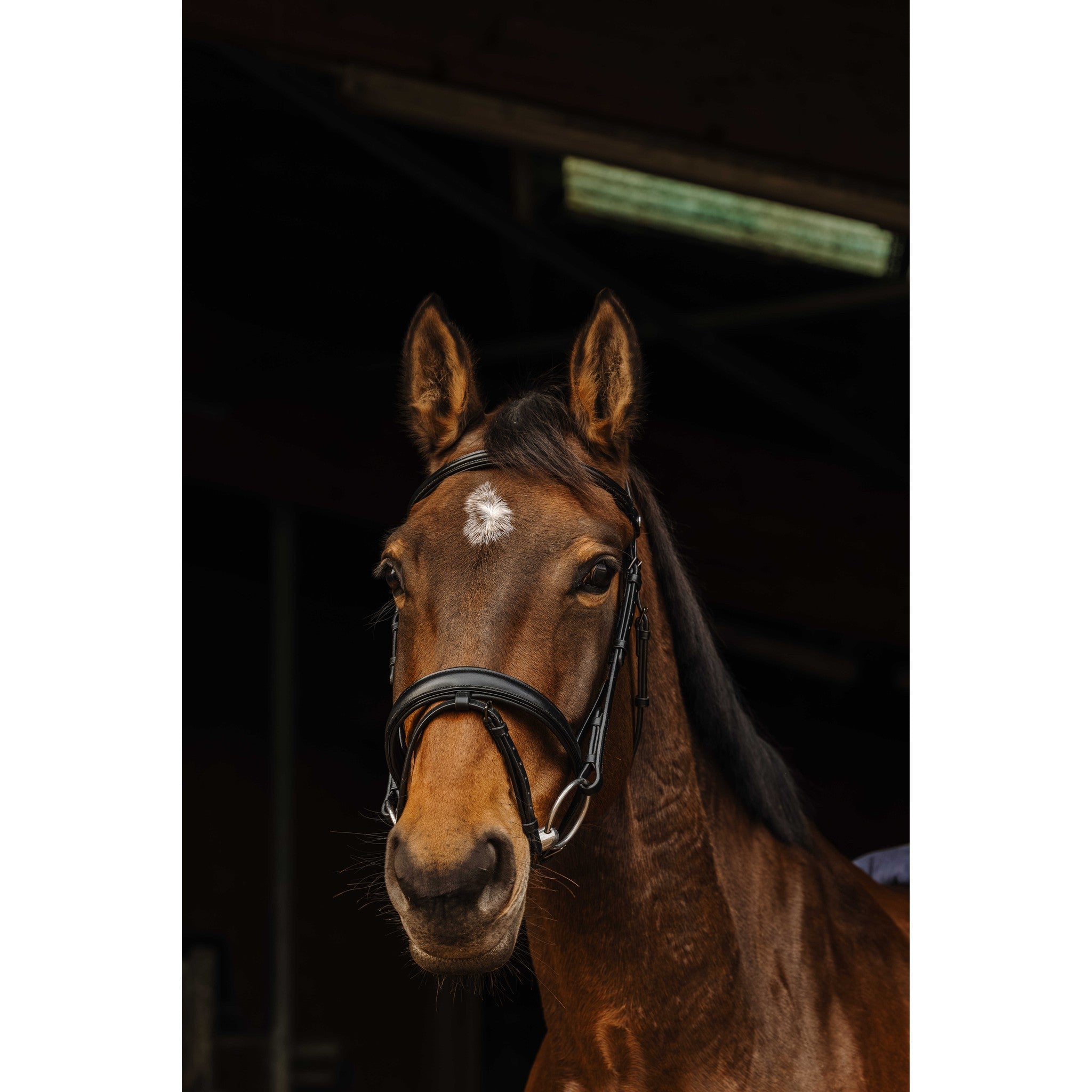 Norton Pro Dark Black Buckle Bridle Black 301897302