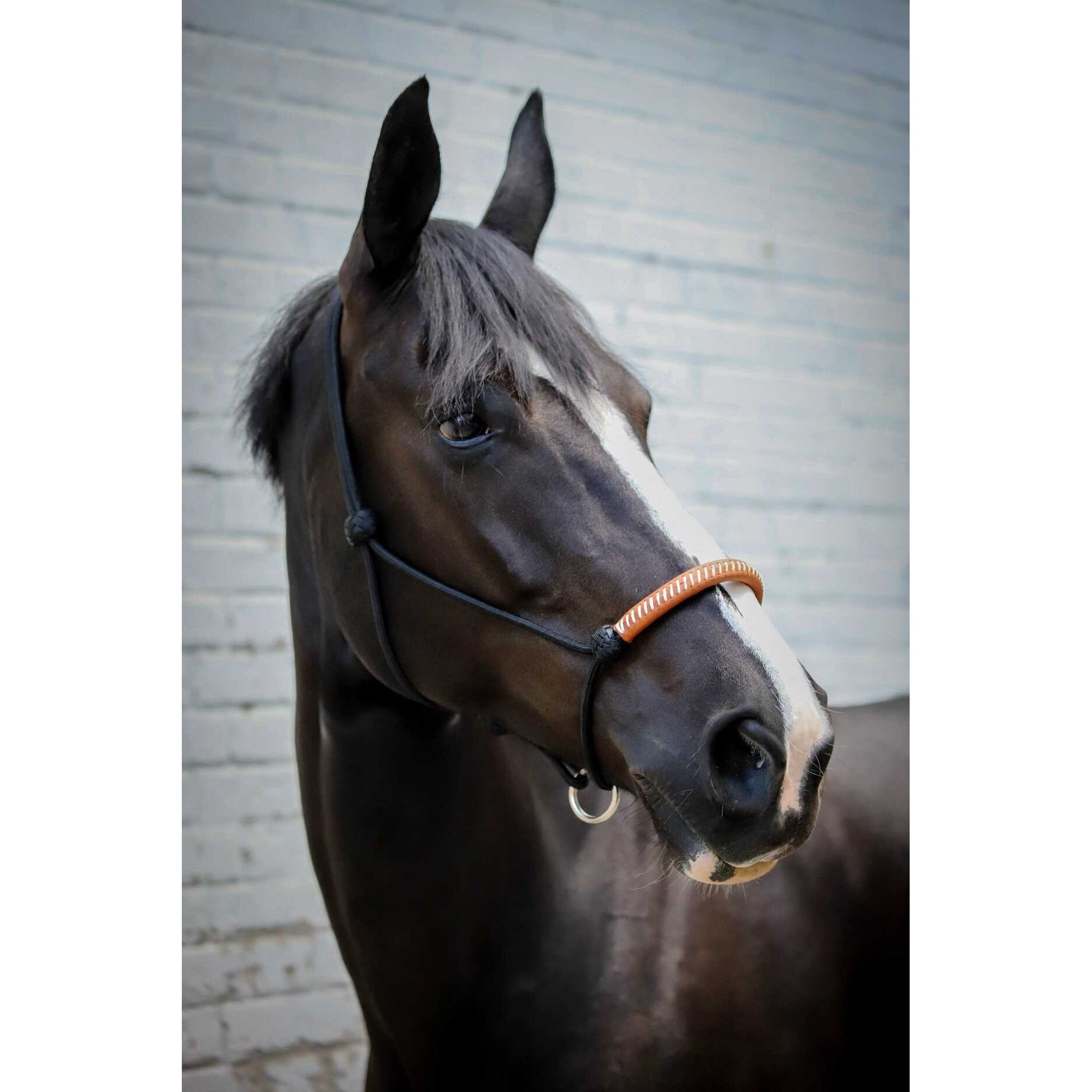 Pénélope American Rope halter Black 510901302