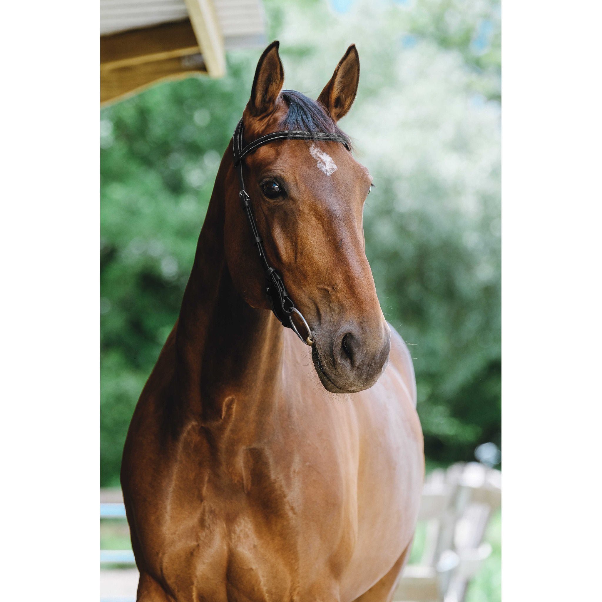 Norton Freedom Bridle Black 301804302