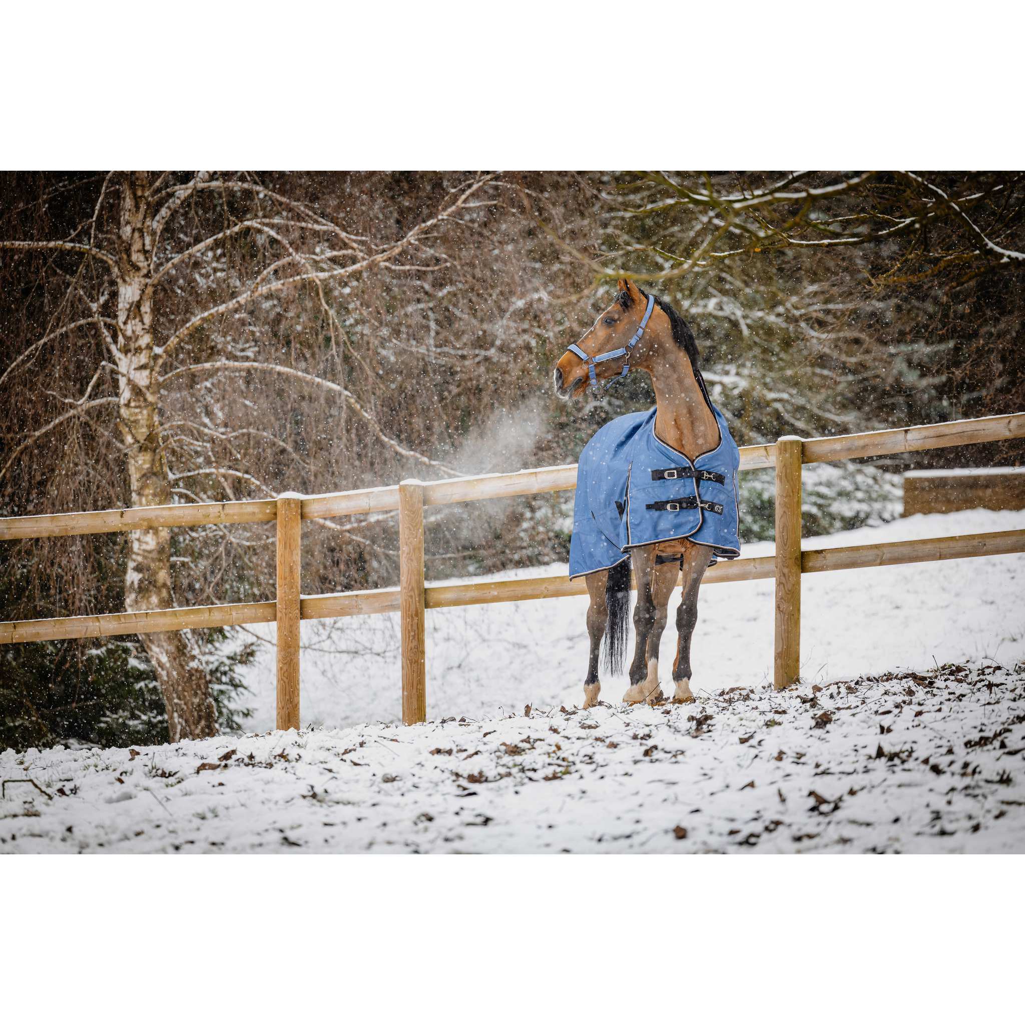 EQUITHÈME COBALT High Neck TYREX 1200D Turnout Sheet Cobalt Blue - 400599469_ambi_13