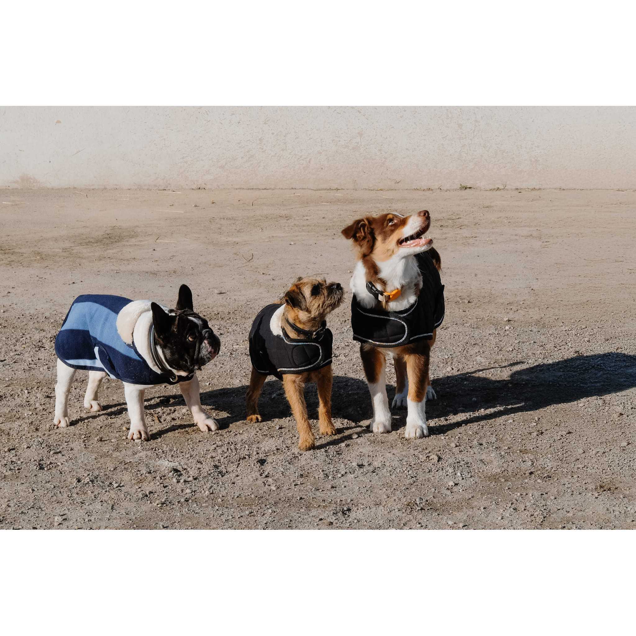 EQUITHÈME New Market Dog Rug Navy blue 409033740