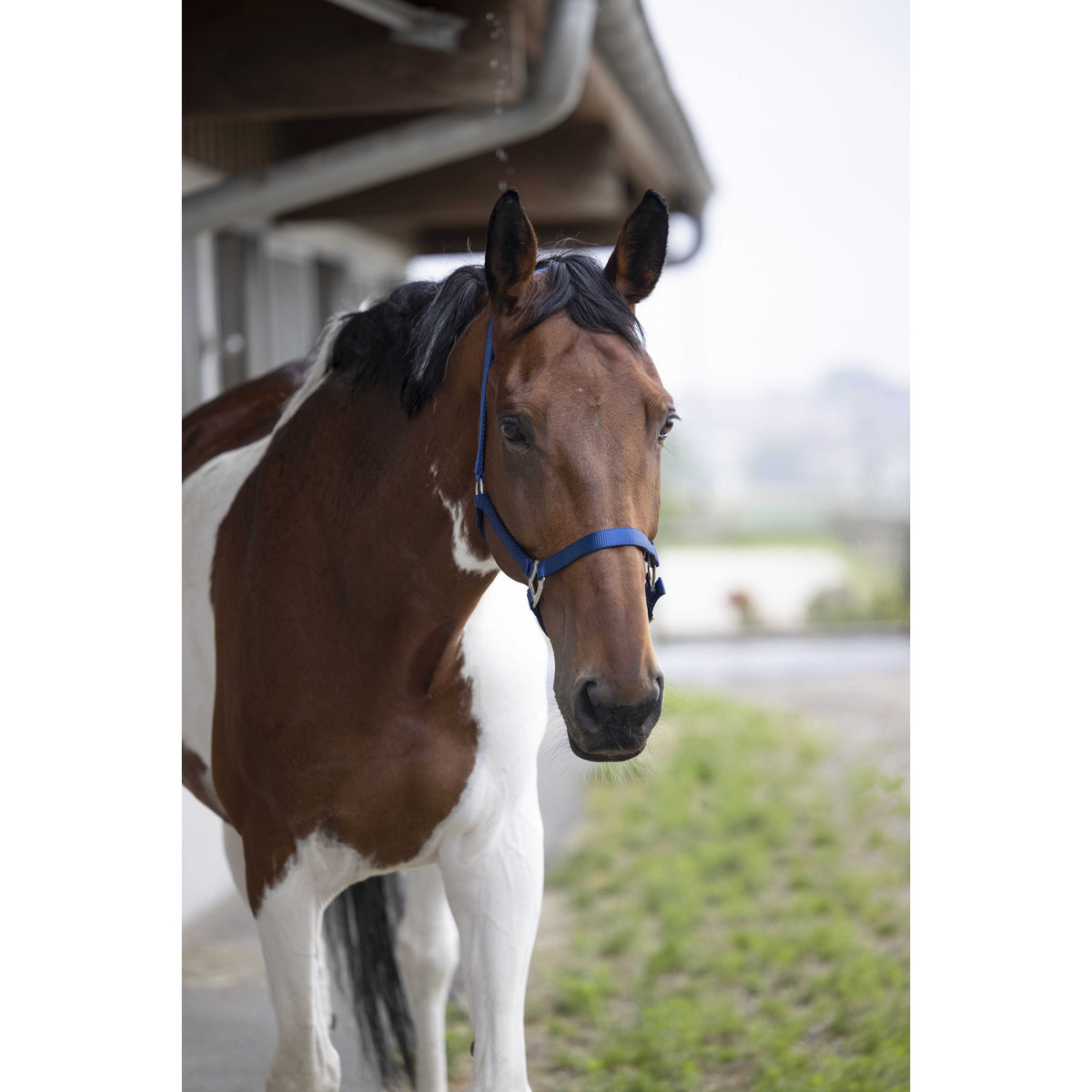 EQUITHÈME Nylon Halter - Royal blue - 510100006_ambi_1