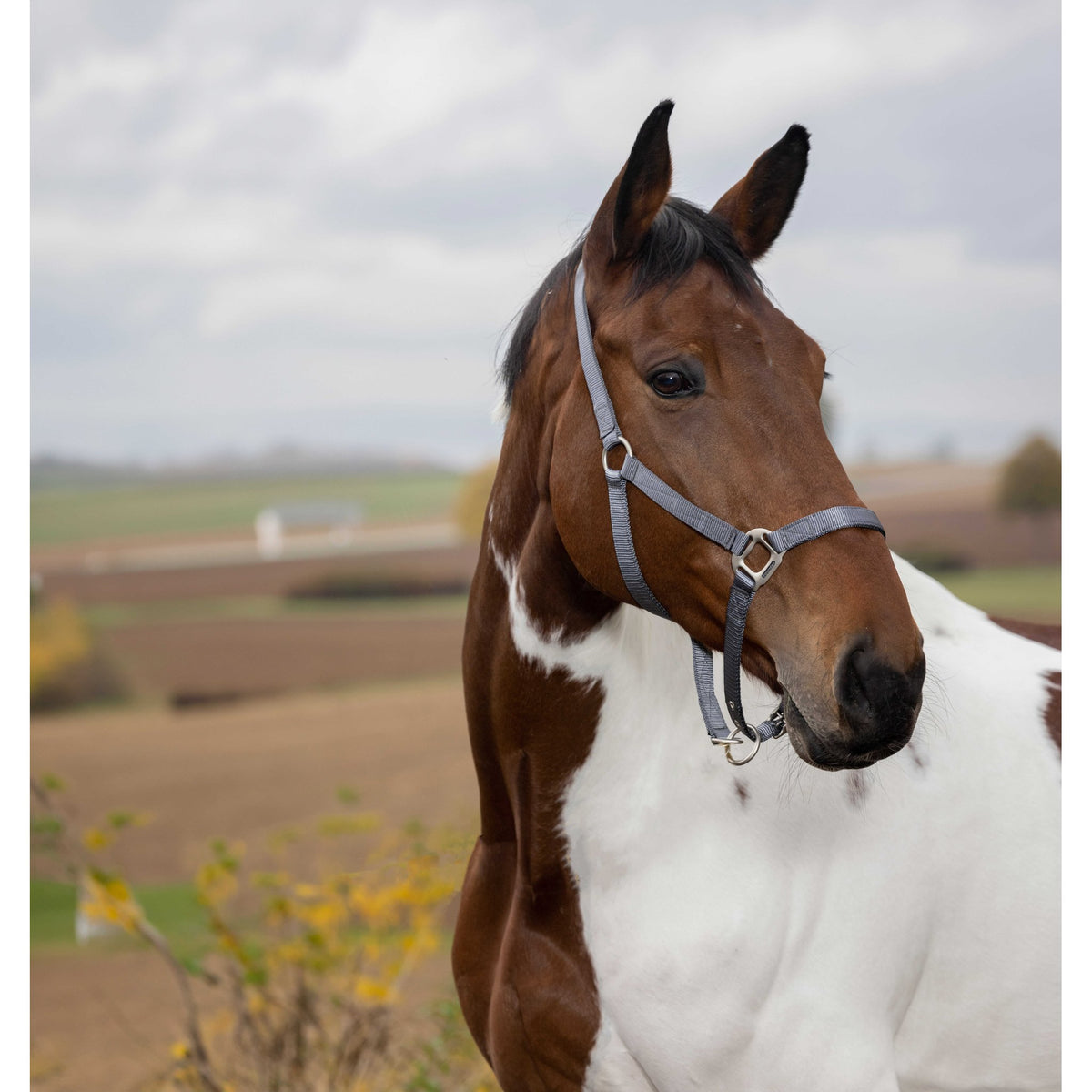 EQUITHÈME Nylon Halter - Dark grey - 510100011_ambi_1