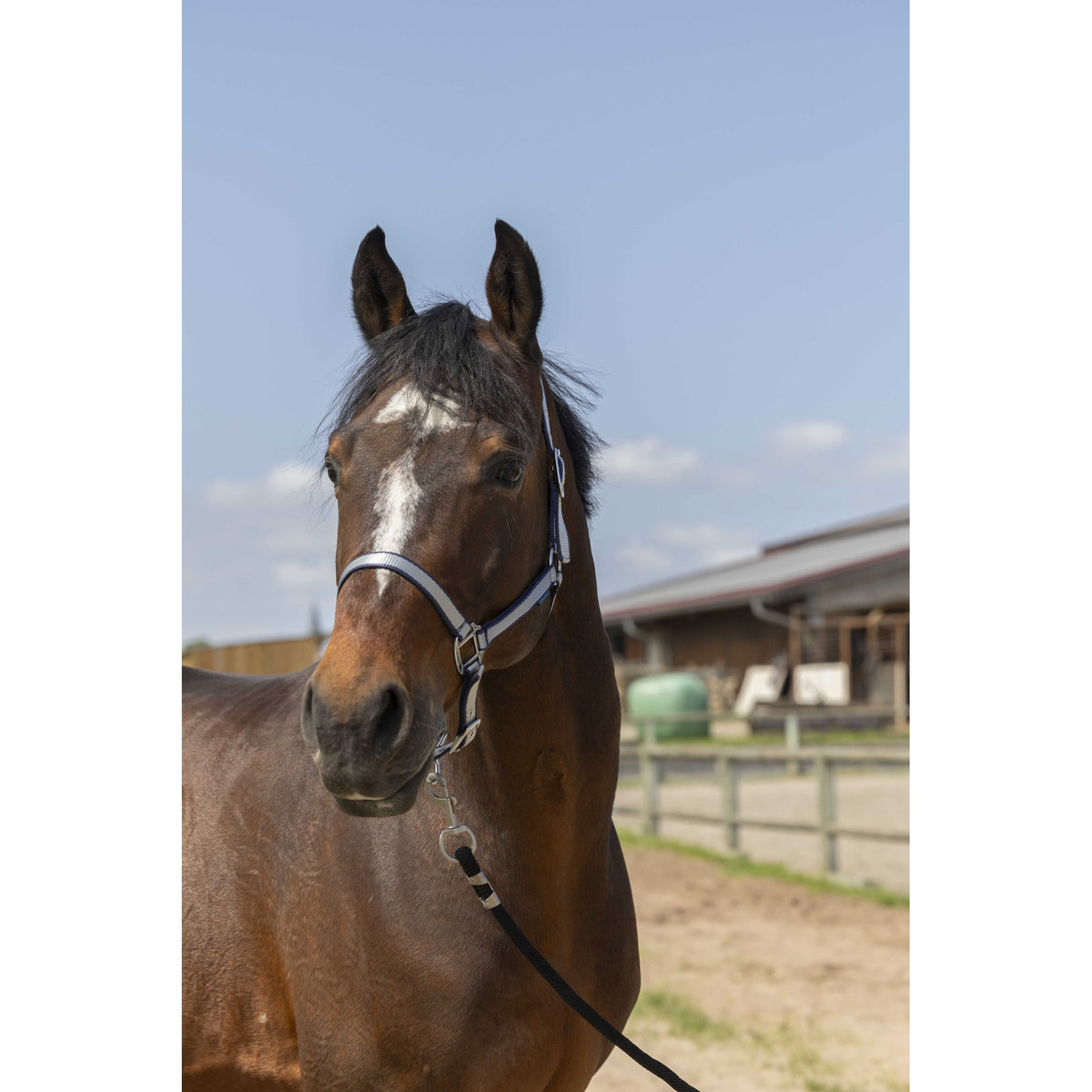 Norton Nylon Soft Halter - Navy blue - 510244307_ambi_2