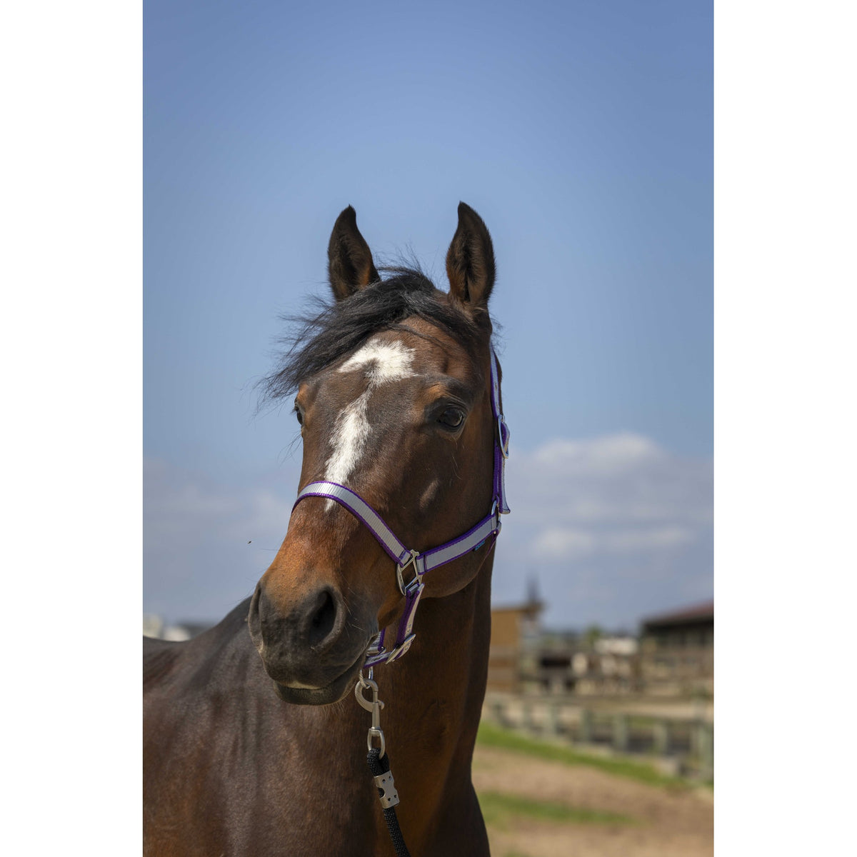 Norton Nylon Soft Halter - Plum - 510244334_ambi_1