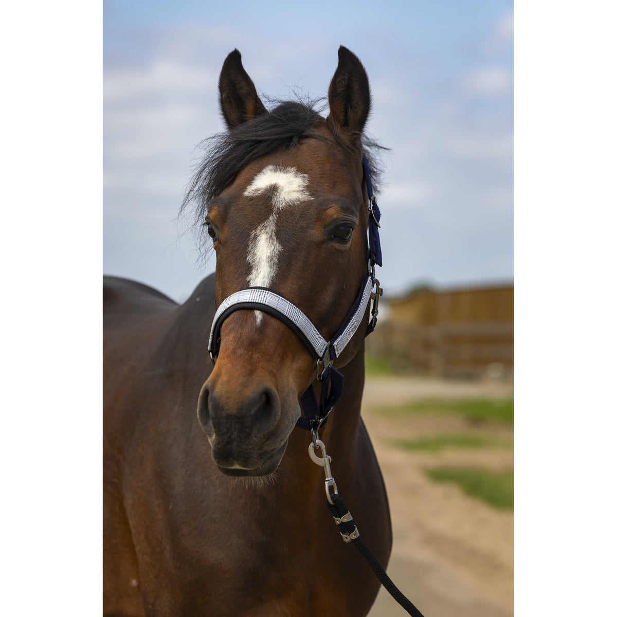 EQUITHÈME Check Halter - Navy blue/black - 510251327_ambi_1