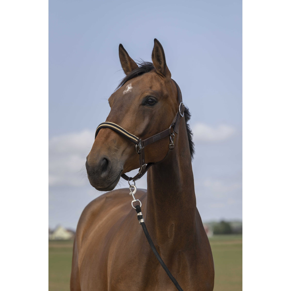 EQUITHÈME Chevron Halter - Brown - 510254004_ambi_1