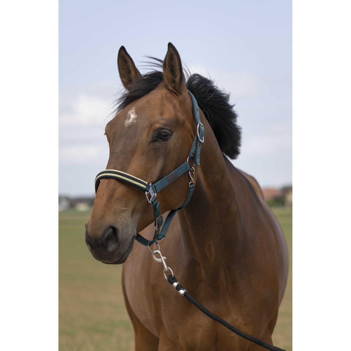 EQUITHÈME Chevron Halter - Dark green - 510254009_ambi_1