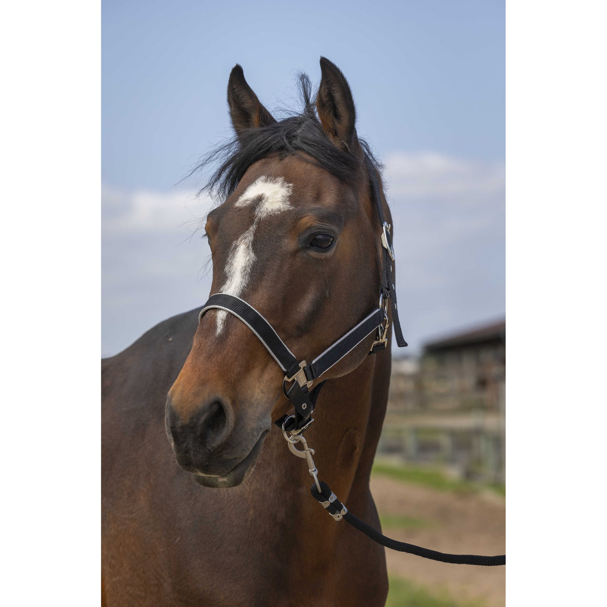 EQUITHÈME Light Halter - Black - 510255302_ambi_1