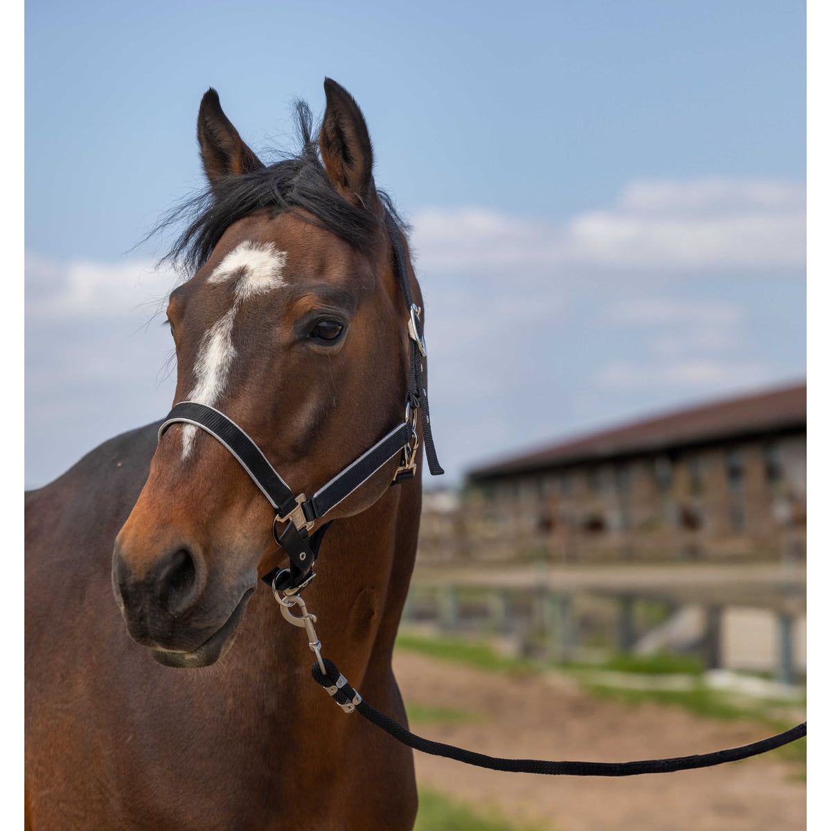 EQUITHÈME Light Halter - Black - 510255302_ambi_2