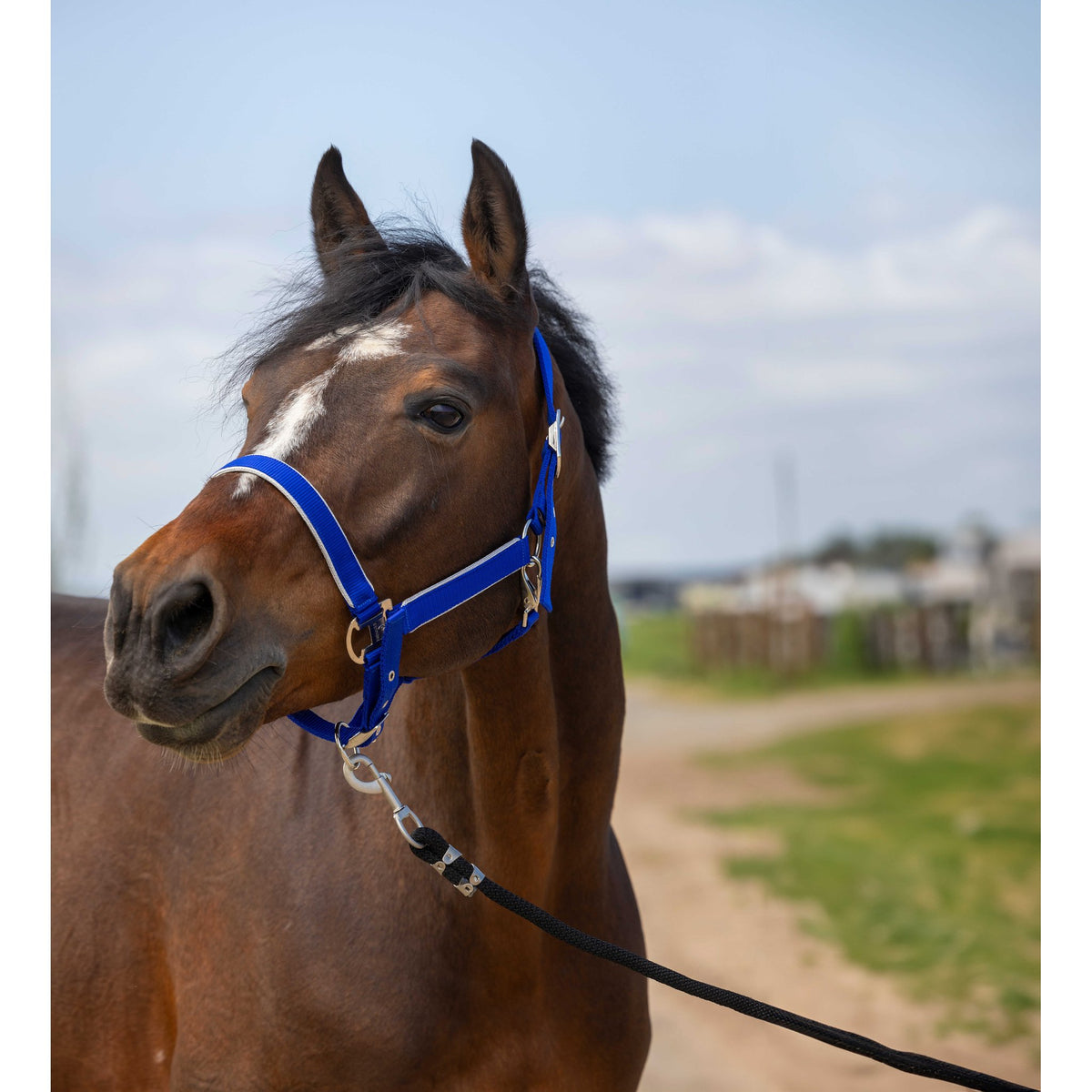 EQUITHÈME Light Halter - Royal blue - 510255306_ambi_2