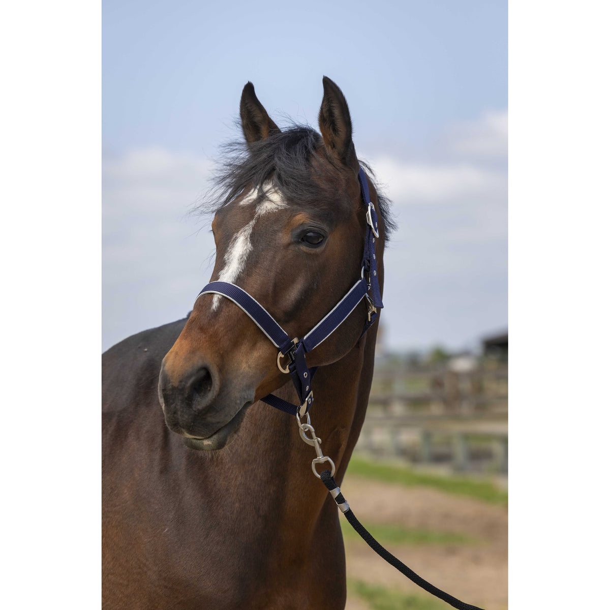EQUITHÈME Light Halter - Navy blue - 510255307_ambi_1