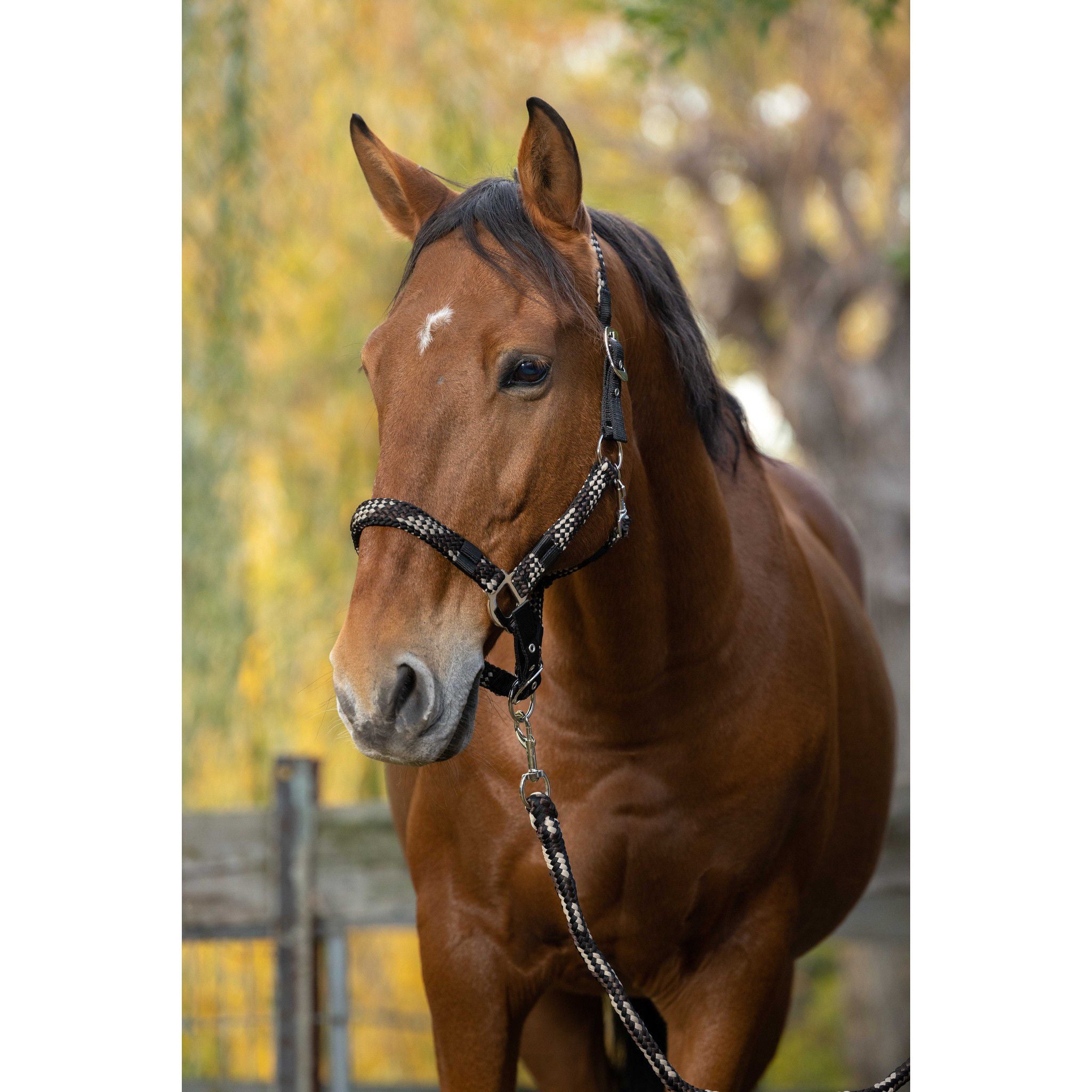 EQUITHÈME Braided Halter + Lead Rope Chocolate/beige 510629542