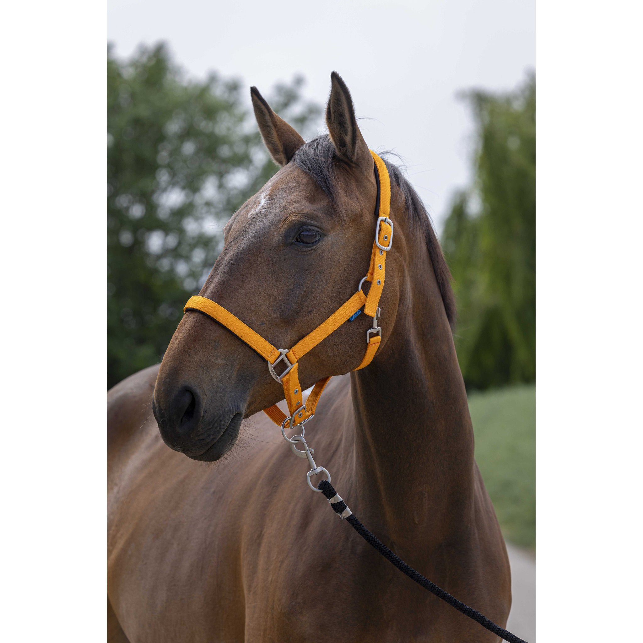 Norton Satine Halter Orange 510248322