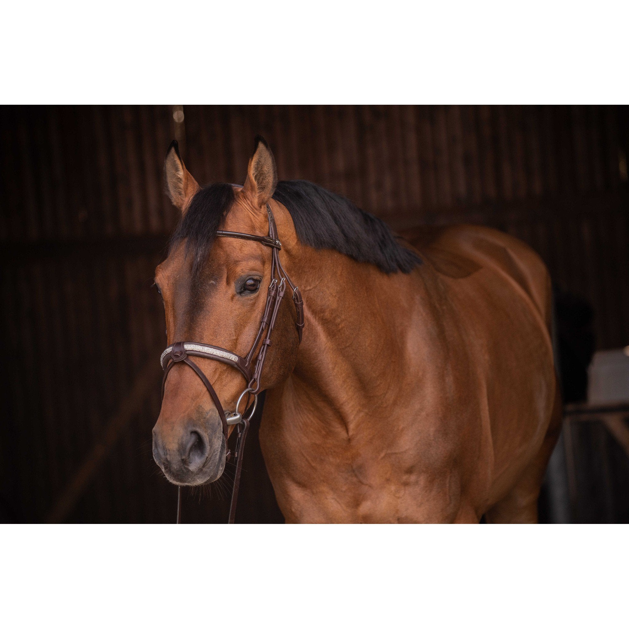Pénélope Symphonie Bridle Havana 301612318