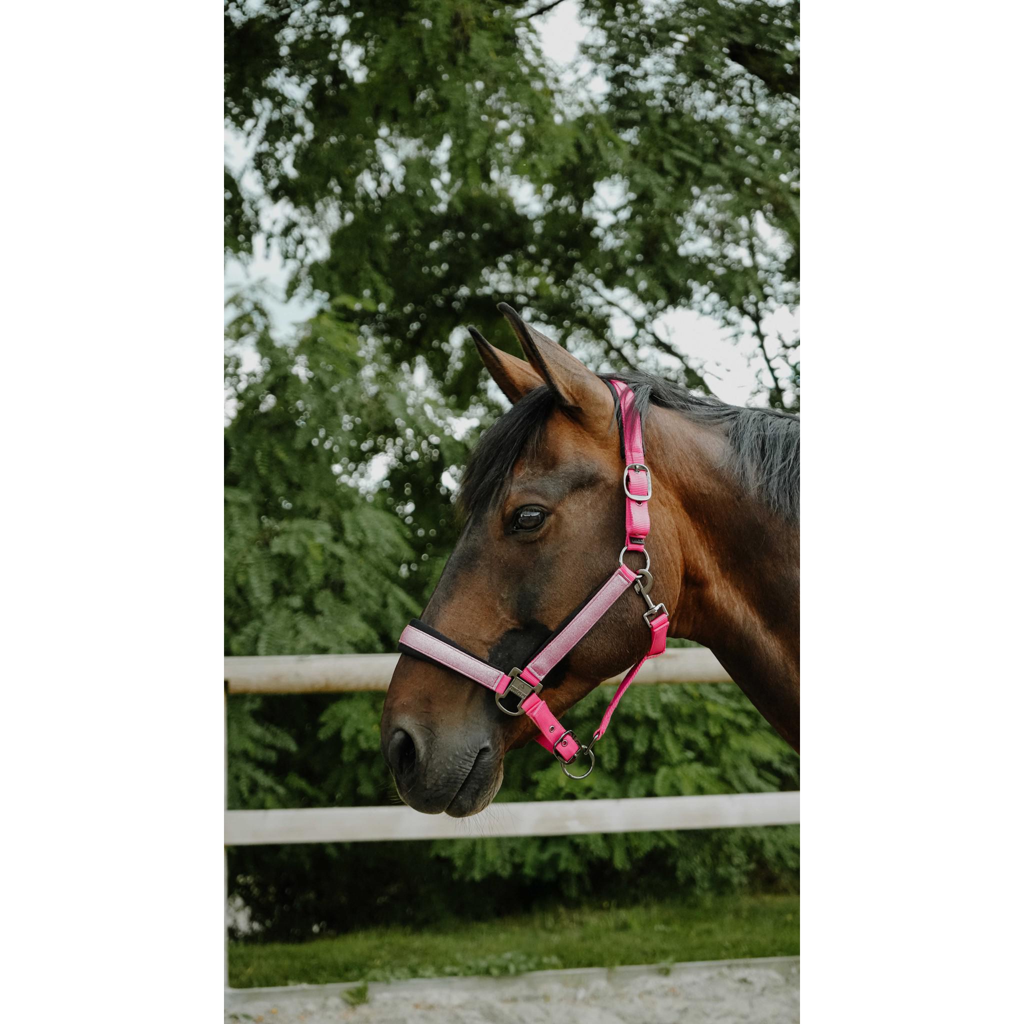 EQUITHÈME Halter - Glowy Pink/pink 510273313