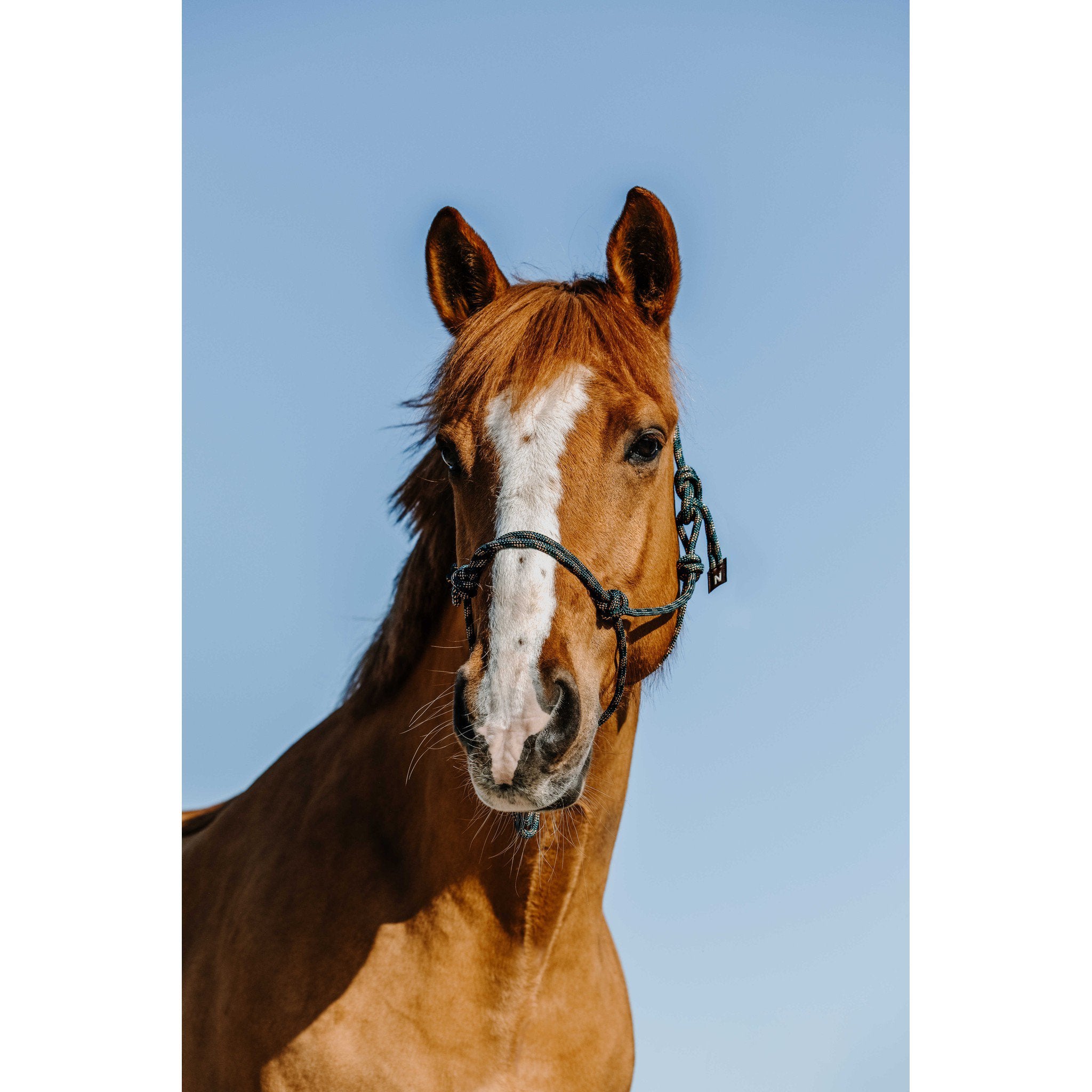 Norton Zary Ethological Halter Dark green 510269308