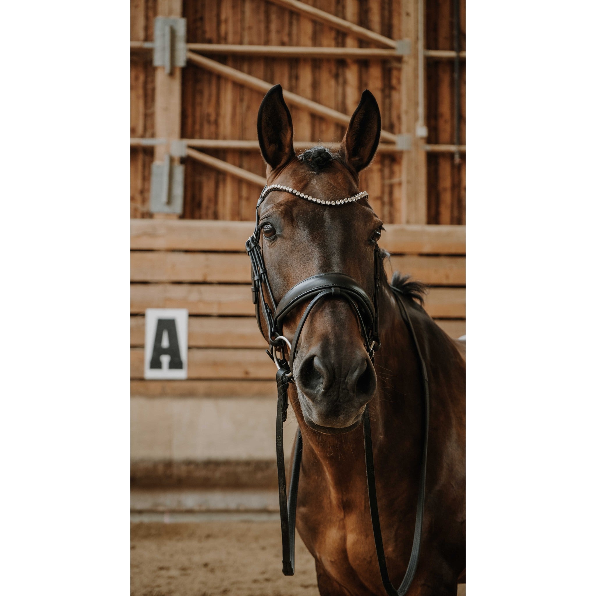 Norton Diams Bridle Black 301824302