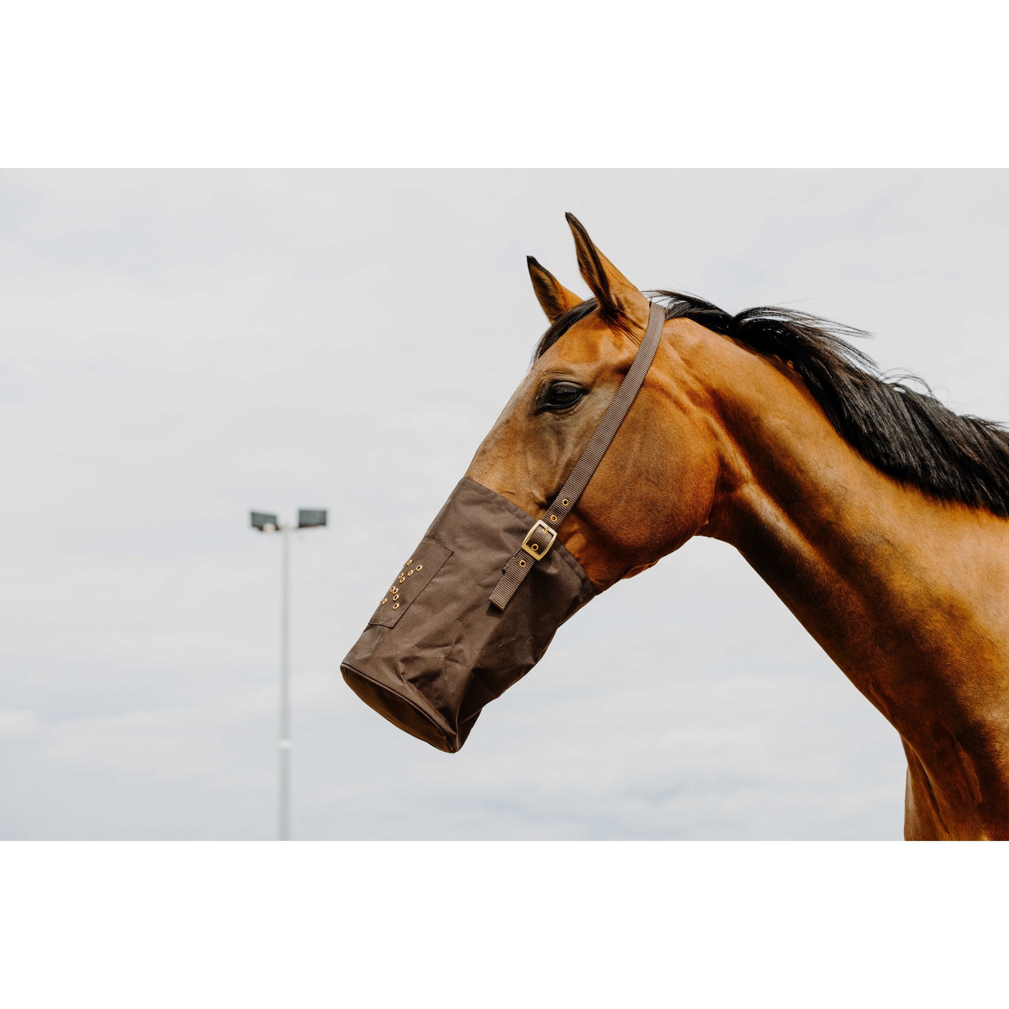 Hippo-Tonic 600D feed bag Brown 306758004