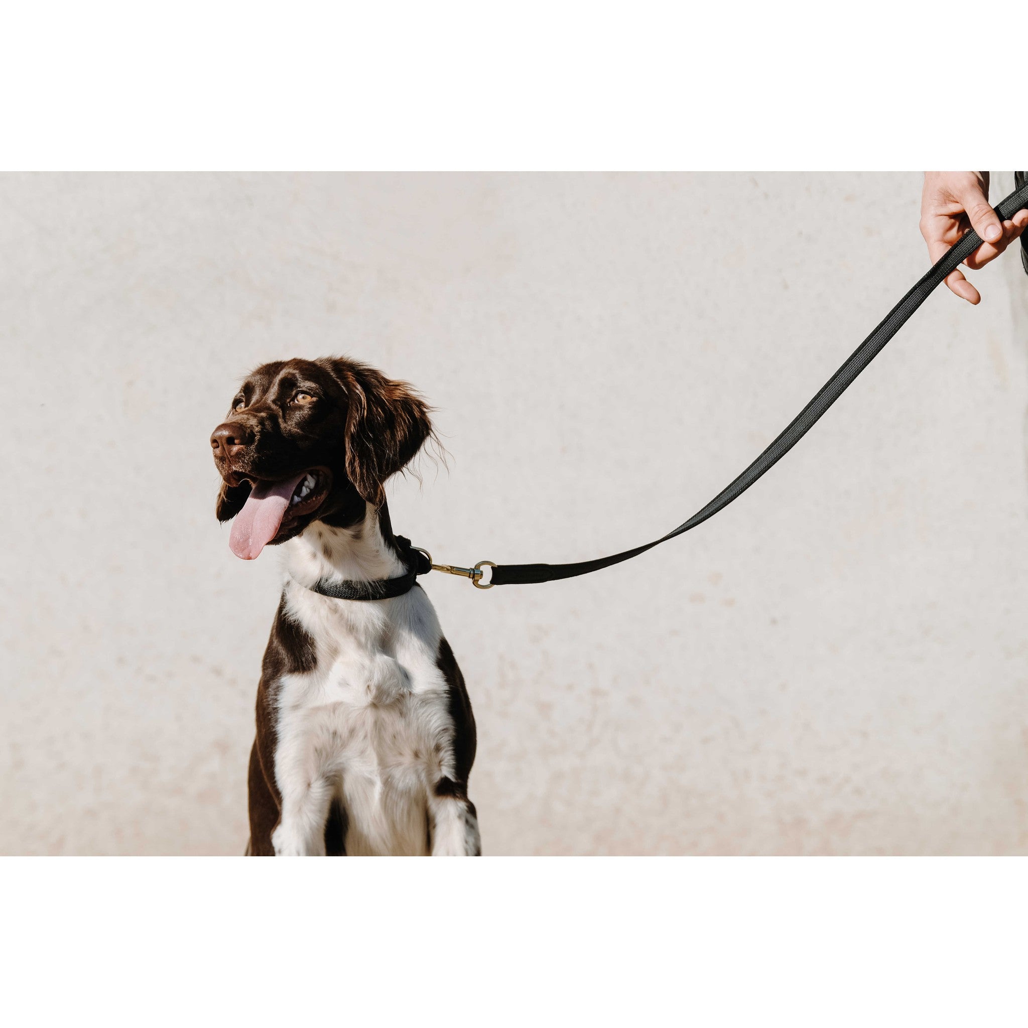 EQUITHÈME Nala Dog Collar Black 409051230