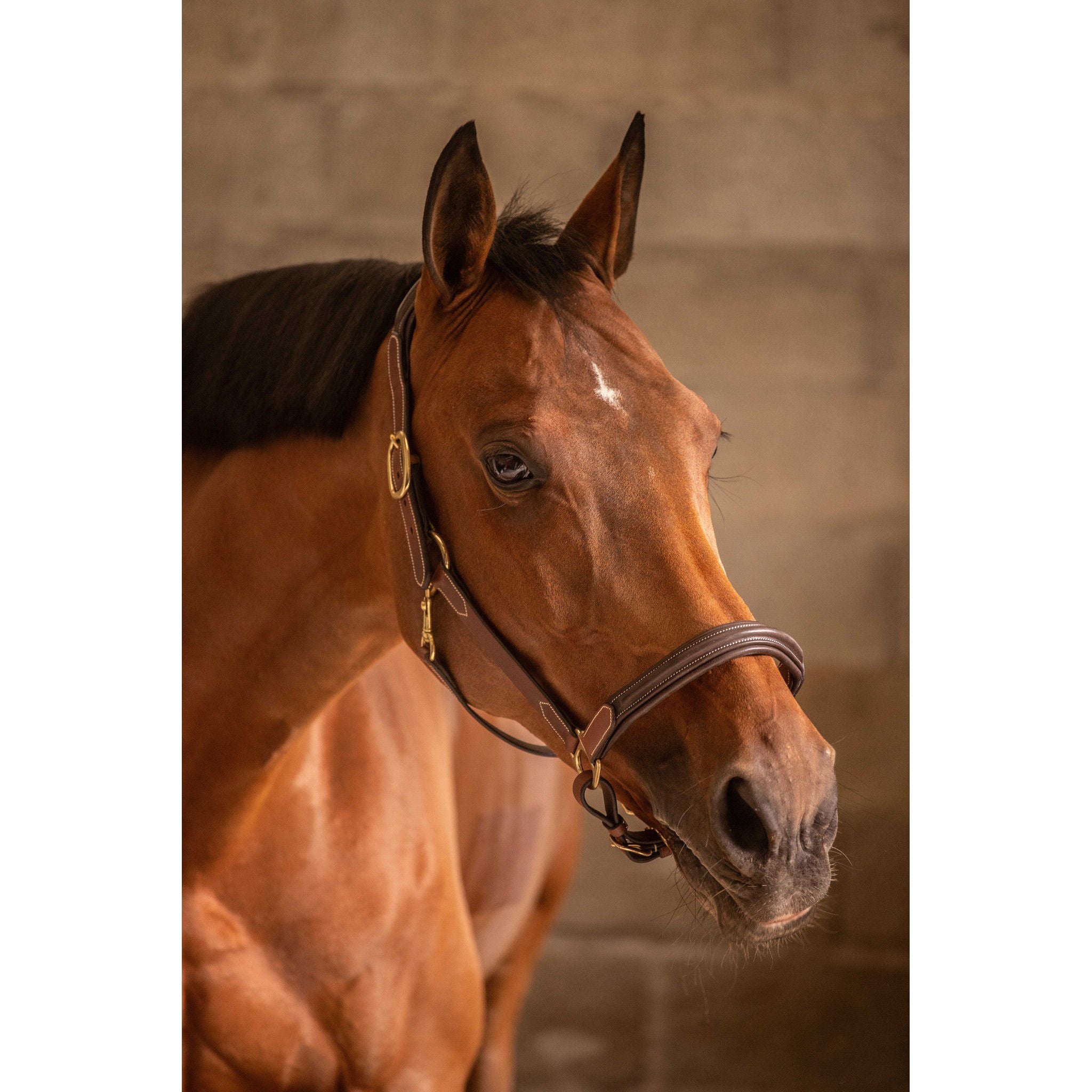 Paddock Sports 3-Snap Halter Havana 301614304