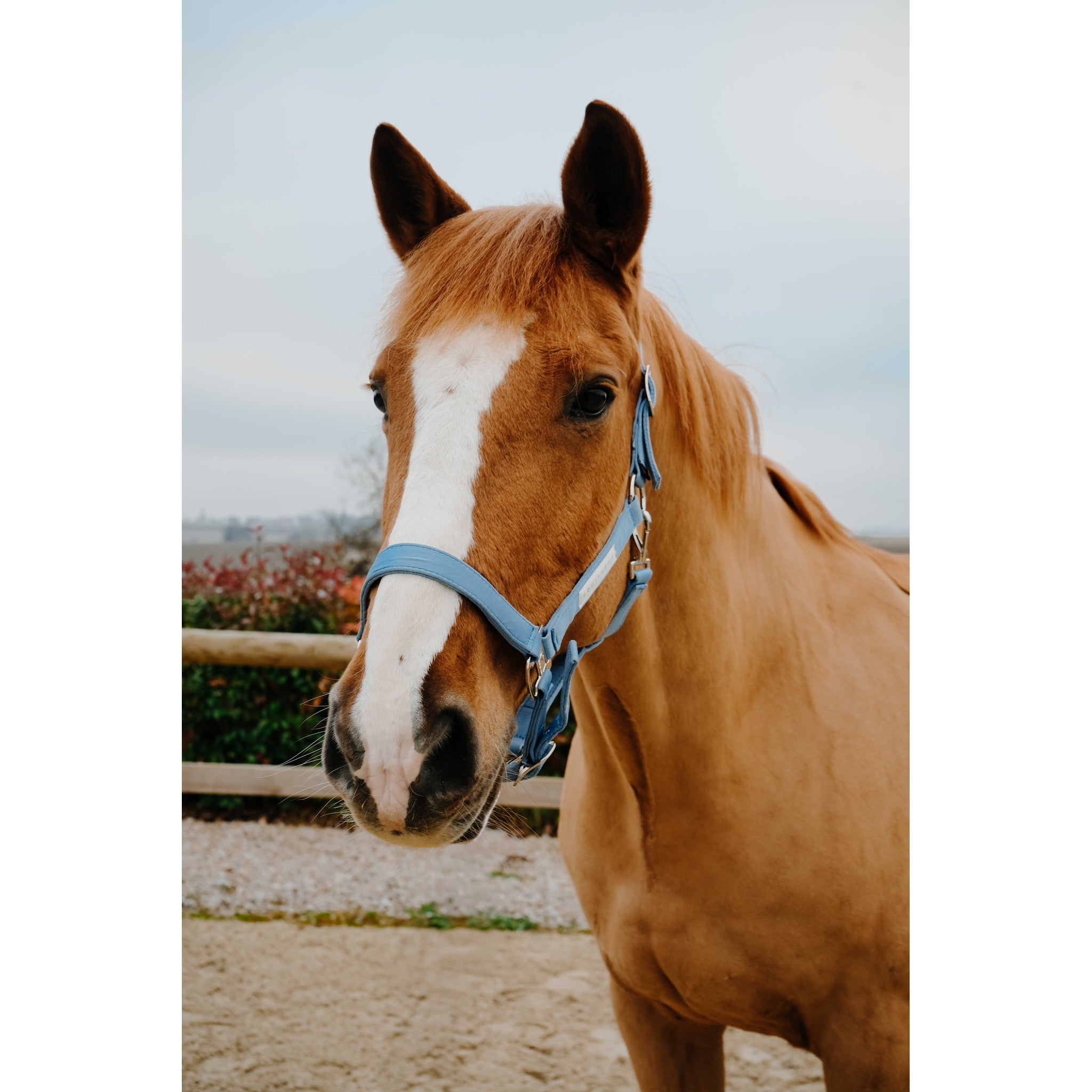 EQUITHEME Opal Halter Light blue - 510276111_ambi_1