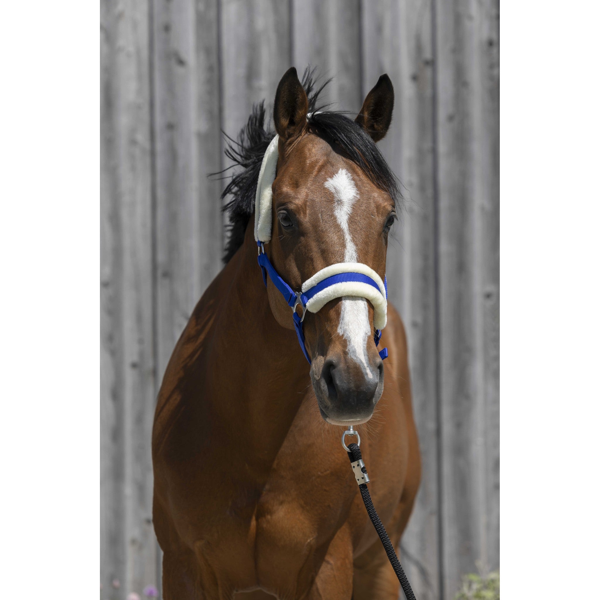 Riding World Synthetic Sheepskin Halter Royal blue 510242306