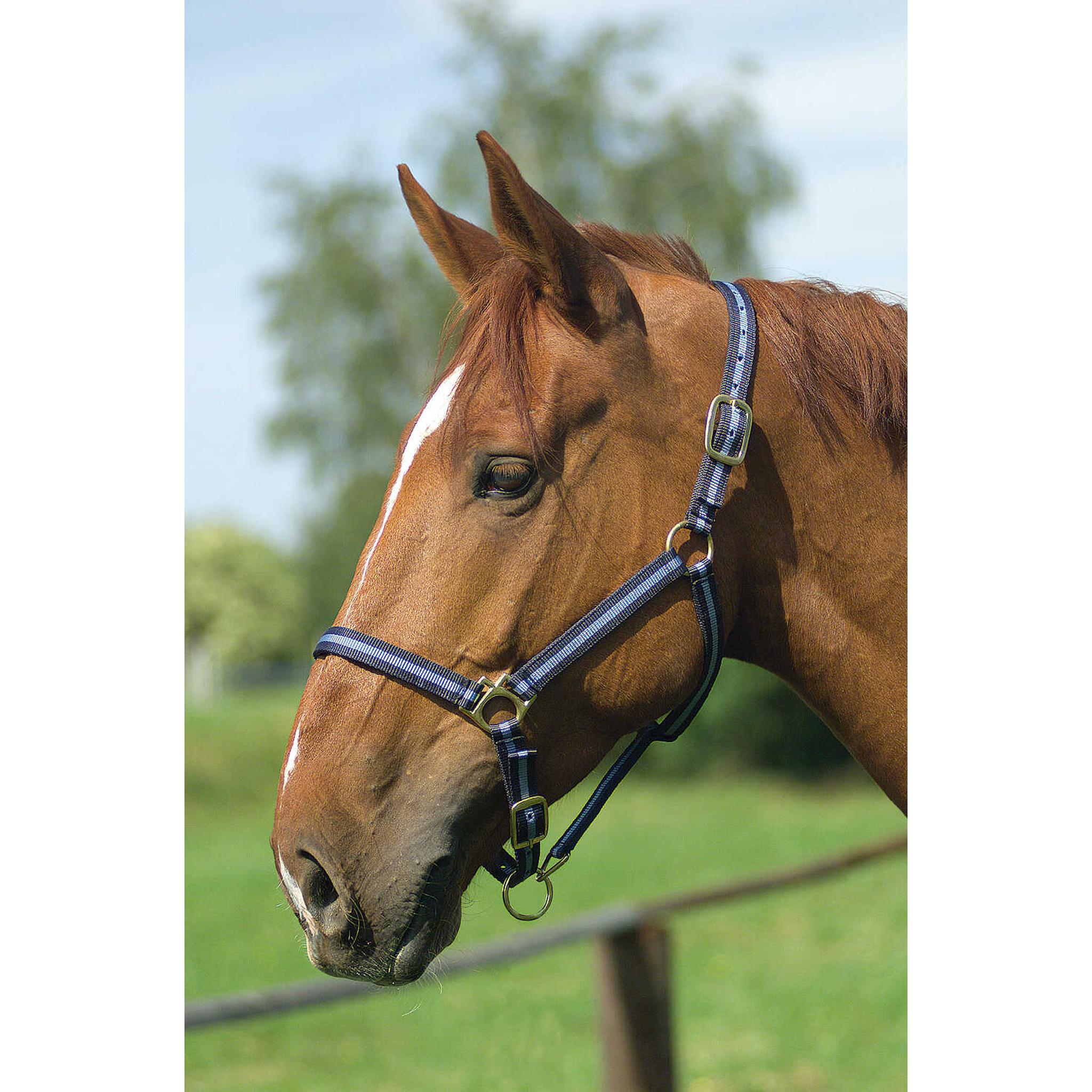 Norton Leather lined nylon headcollar Navy/light blue 510190712