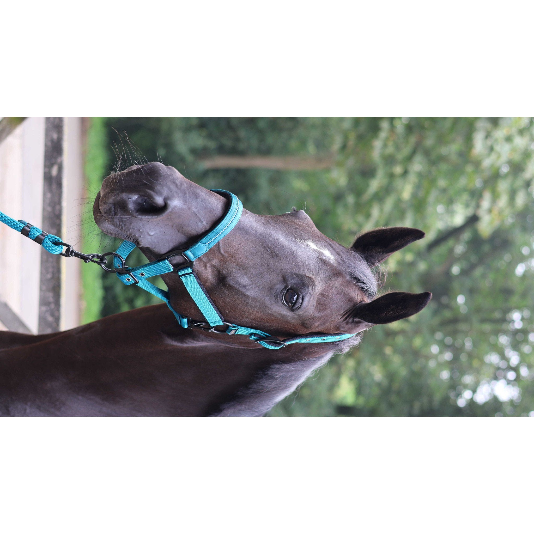 Lami-Cell Charming Hal­ter Turquoise 555026017