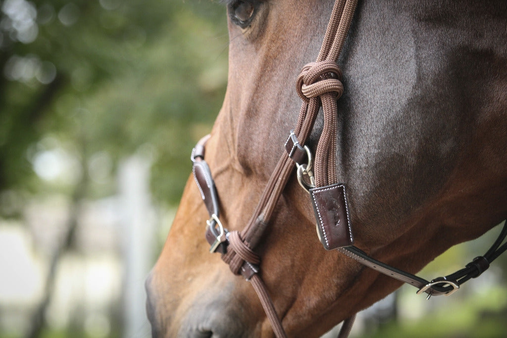 Pénélope Rope halter Havana