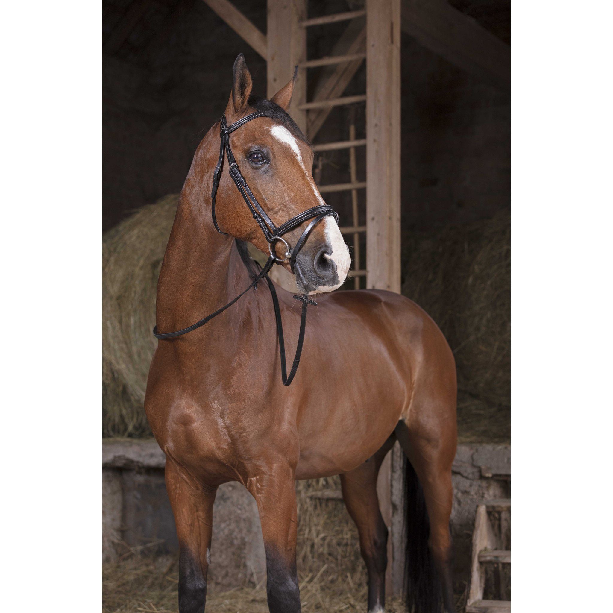 Norton Pro Hunter reins Black 305641302