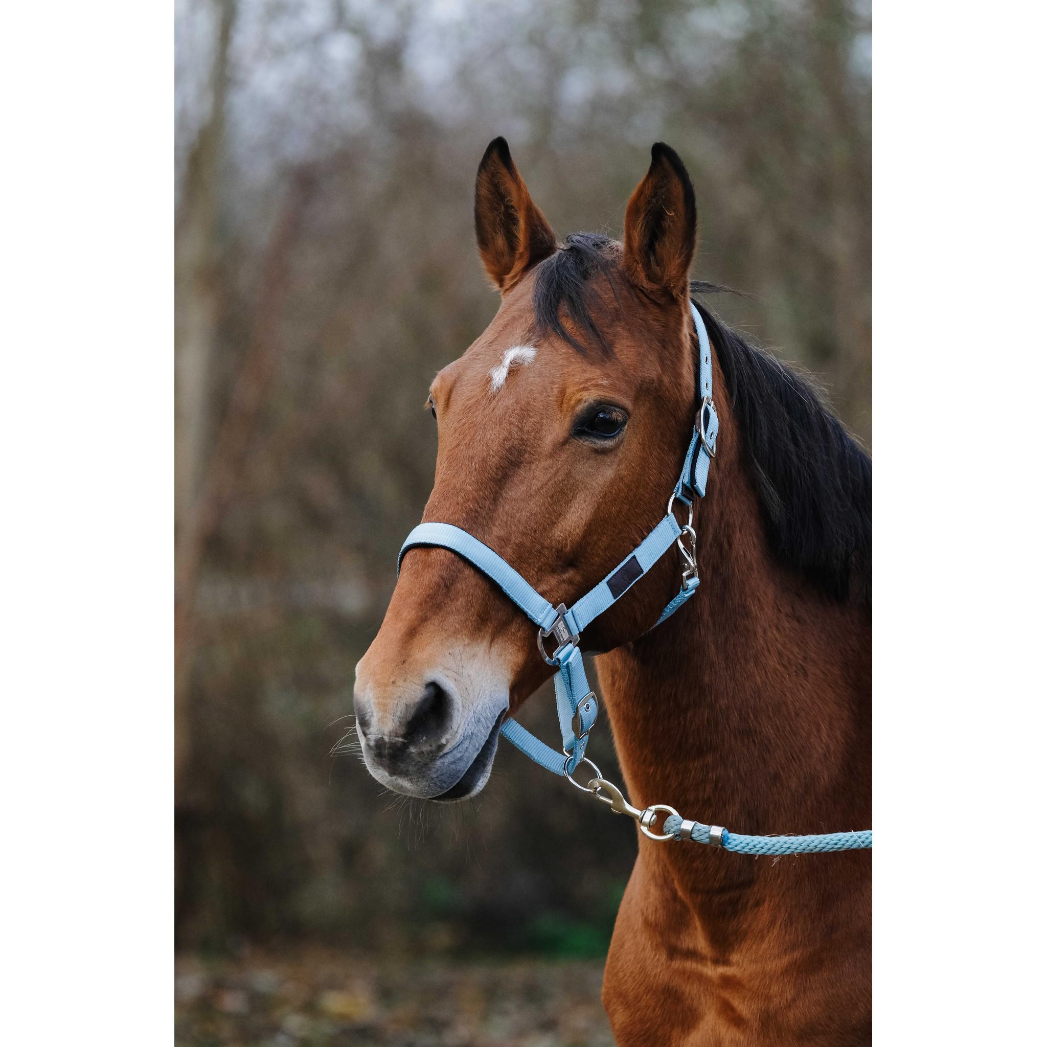 EQUITHÈME Spring Halter Turquoise 510257017