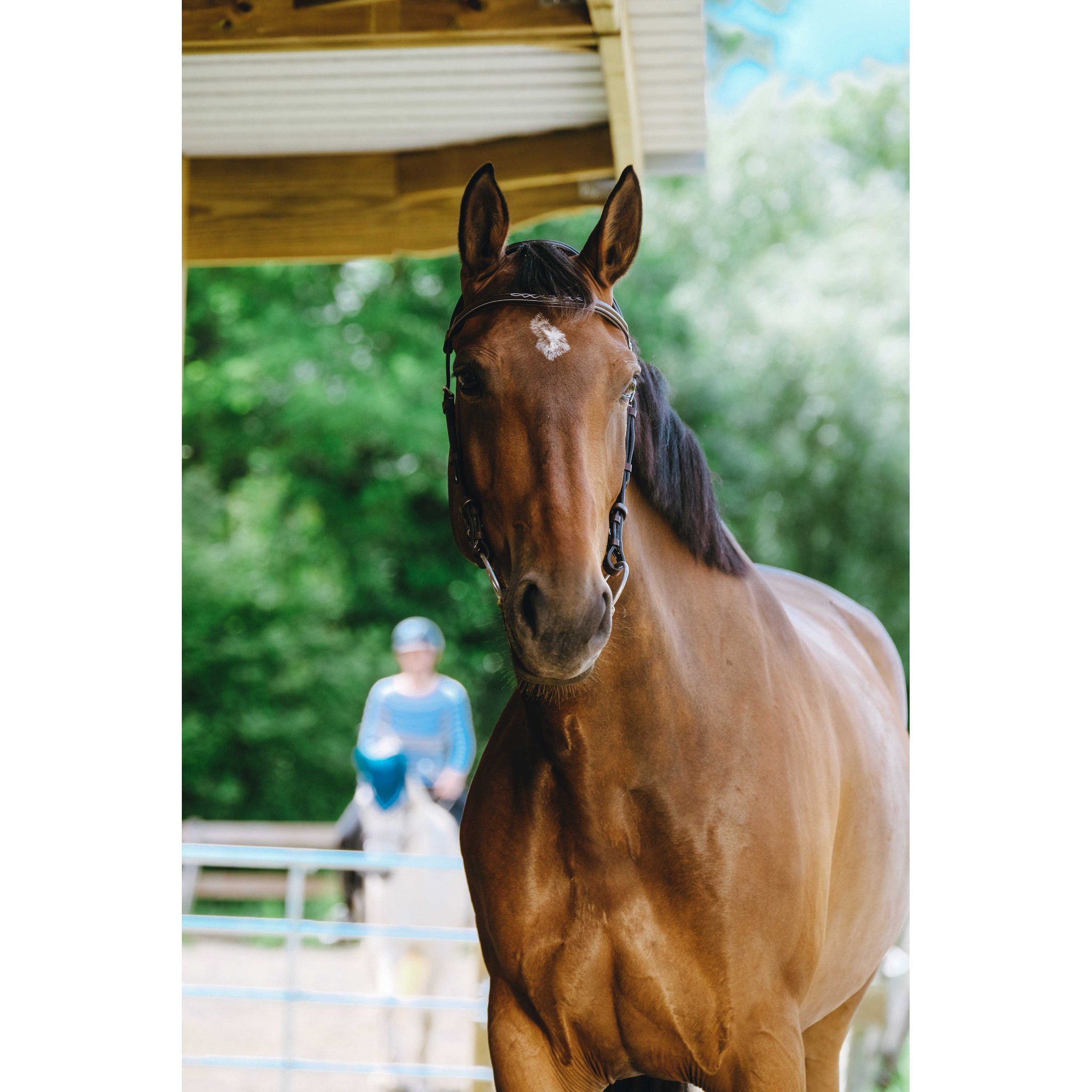 Norton Freedom Bridle Havana 301804318