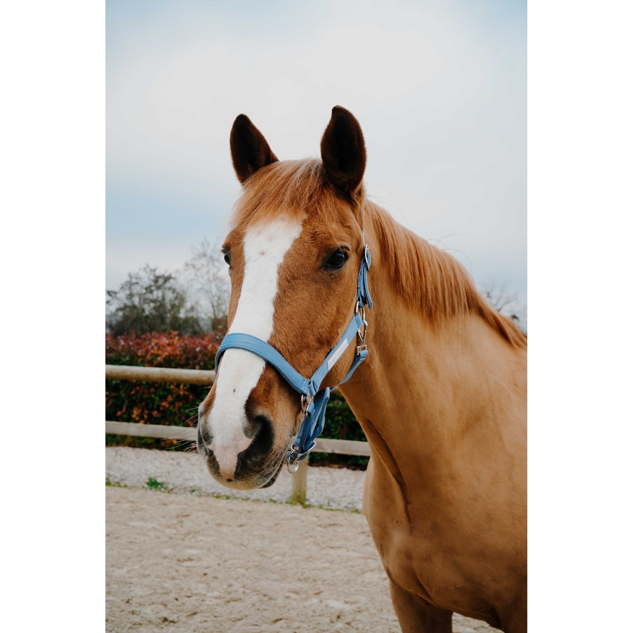 EQUITHEME Opal Halter Light blue - 510276111_ambi_4